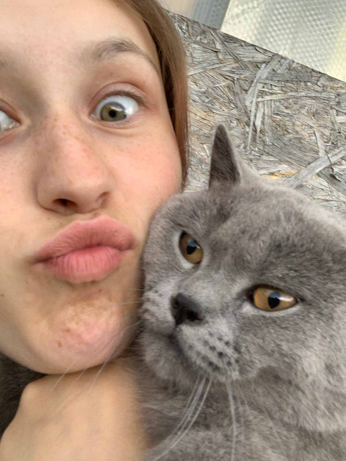 Person plays with gray cat in Russian village yard