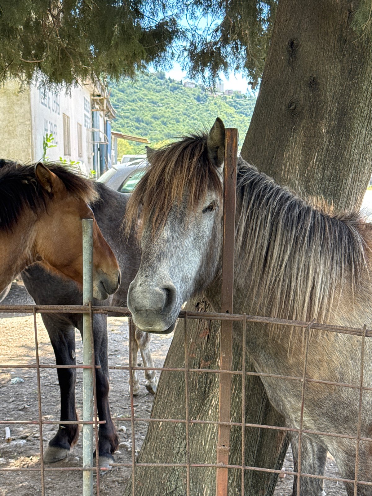 Horses and donkey gathered in rural Montenegro enclosure