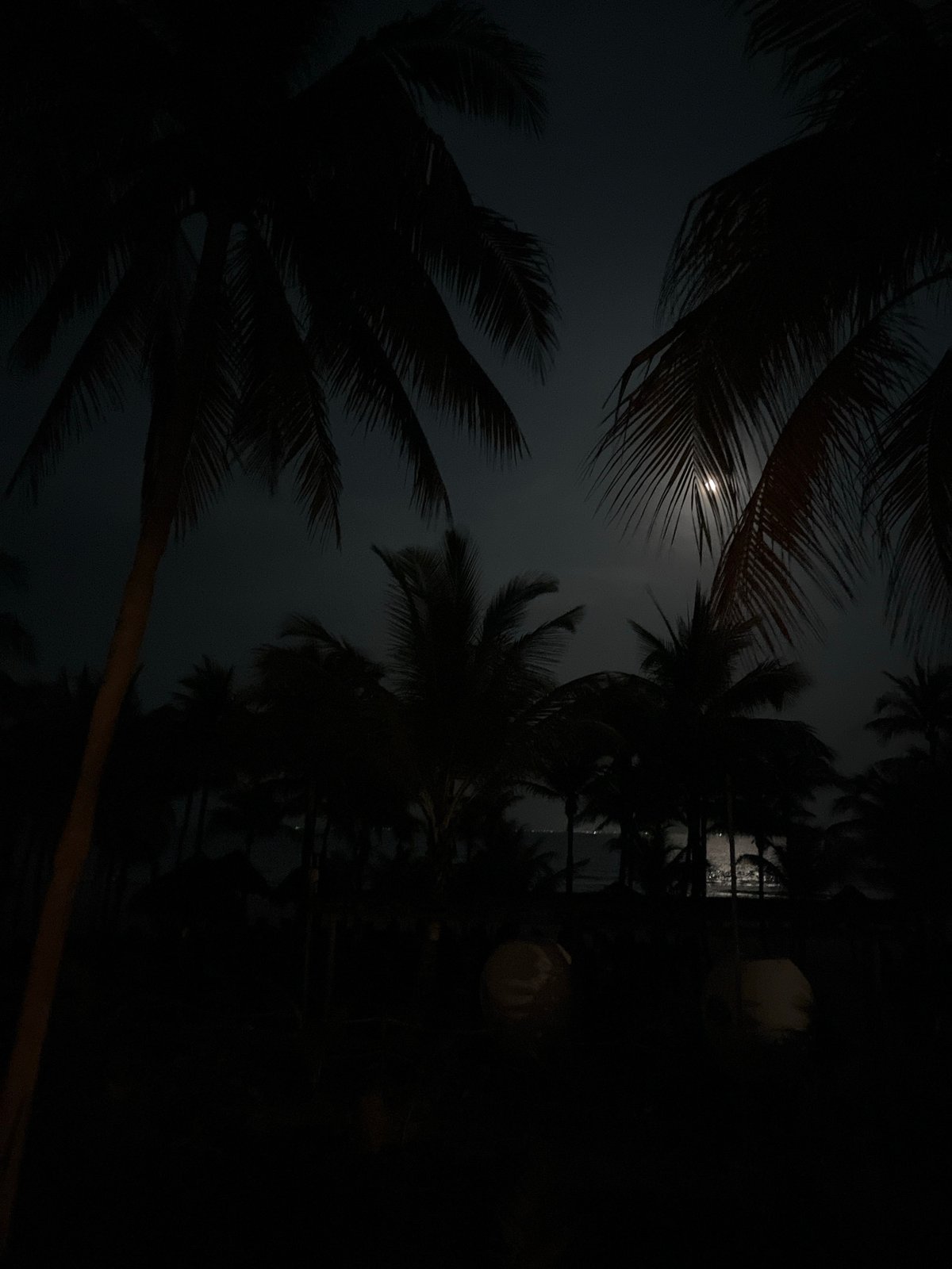 Moonlit palm trees captured in predawn Playa del Carmen