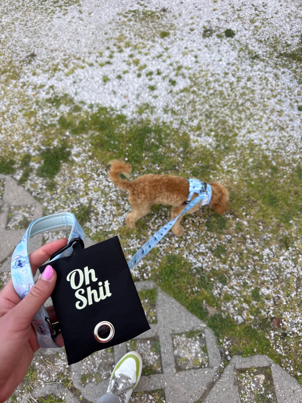 Everyday moments with dogs and gardens captured in Blagoevgrad