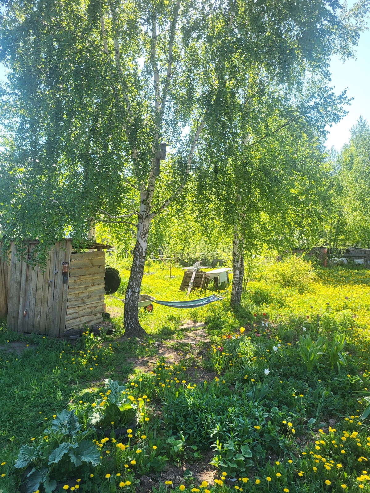 Sunny garden scene with birch trees observed in Зипуново