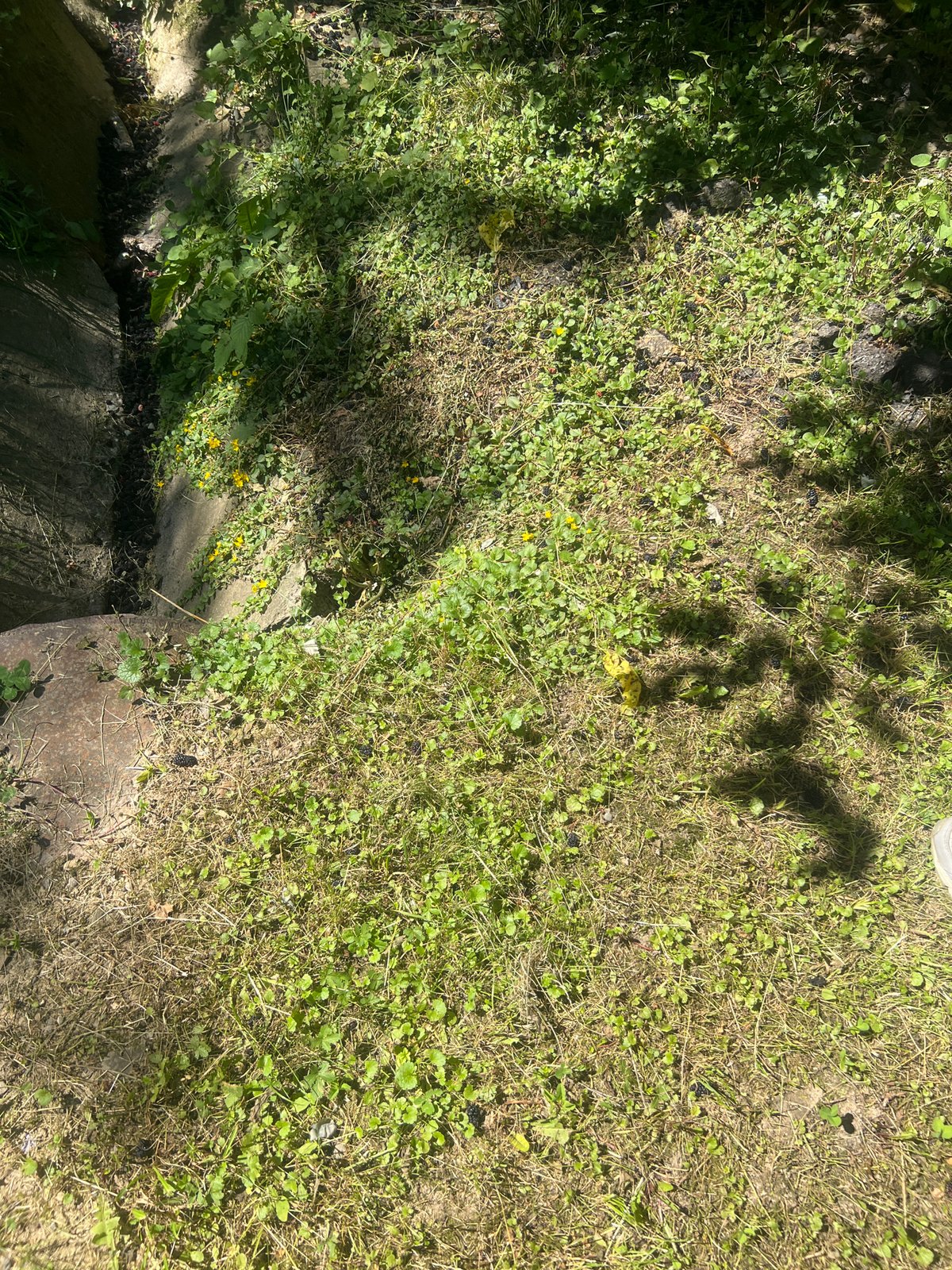 Rural Bârnova: old well, wildflowers, and tree canopies on a summer morning