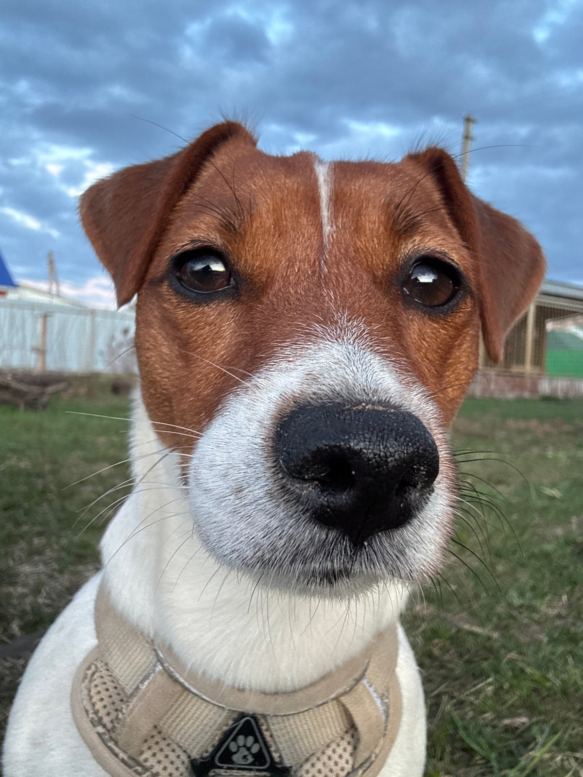 Jack Russell Terrier photographed during car journey in Russia