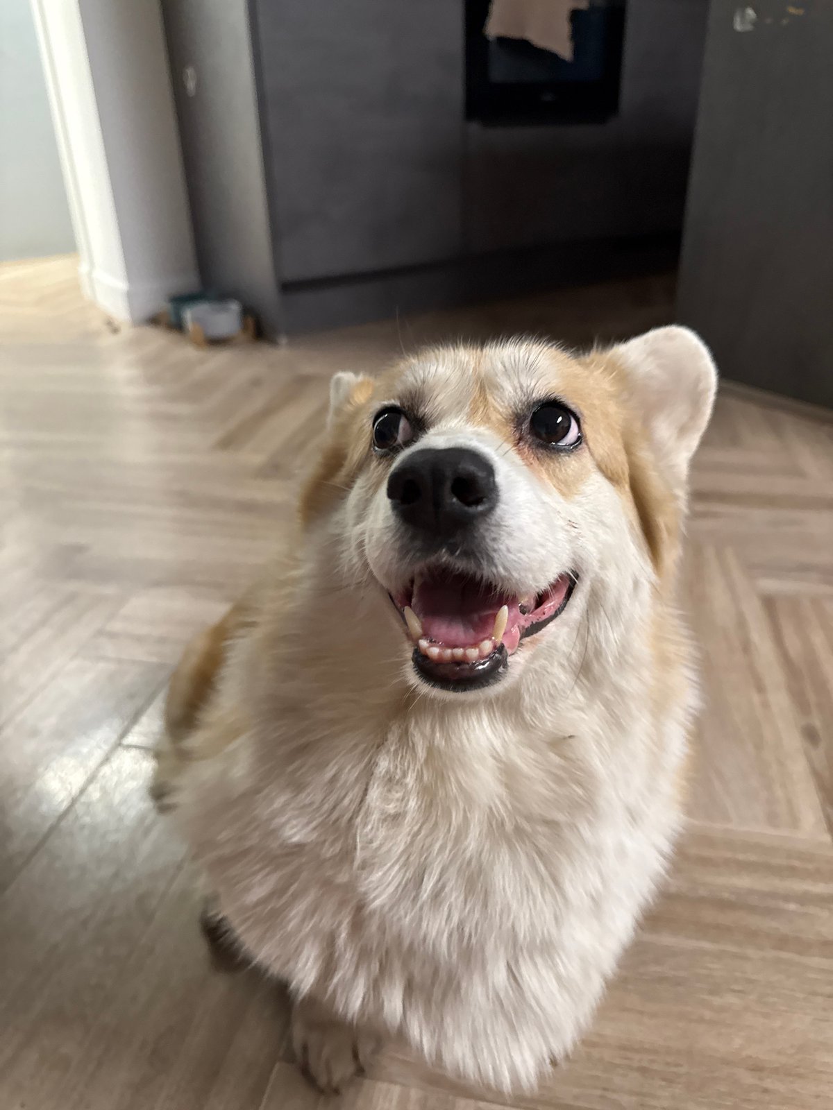 Corgi dog captured in everyday moments across Krasnoyarsk home