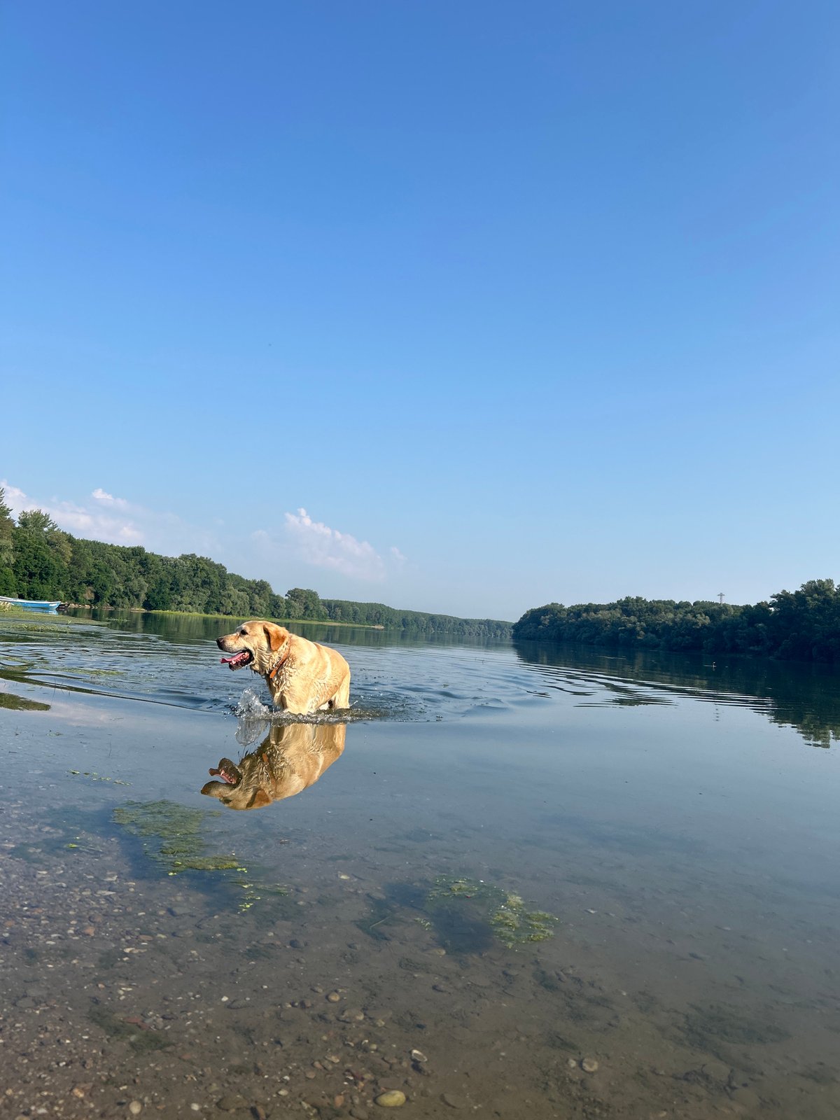 Retriever swimming in a Bulgarian river on a summer morning