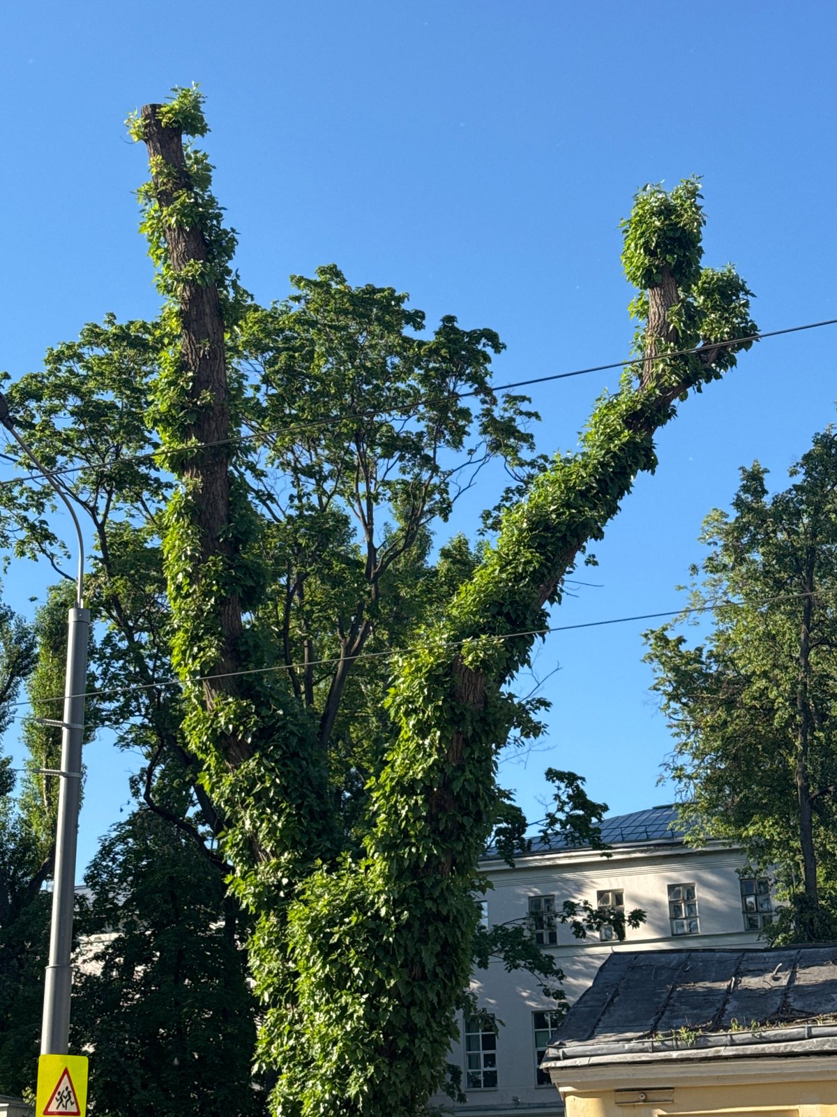 Pollarded tree and neoclassical building documented in urban setting