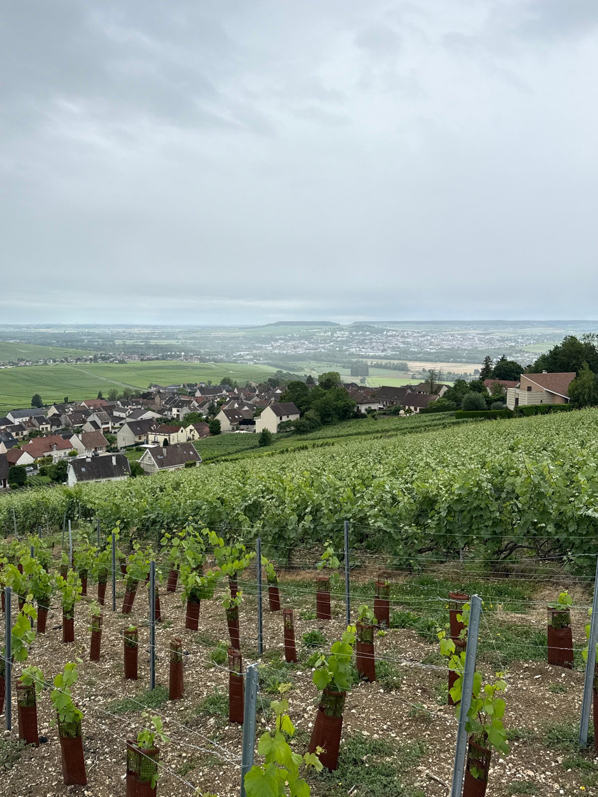 Vineyard vistas documented in Hautvillers champagne region France
