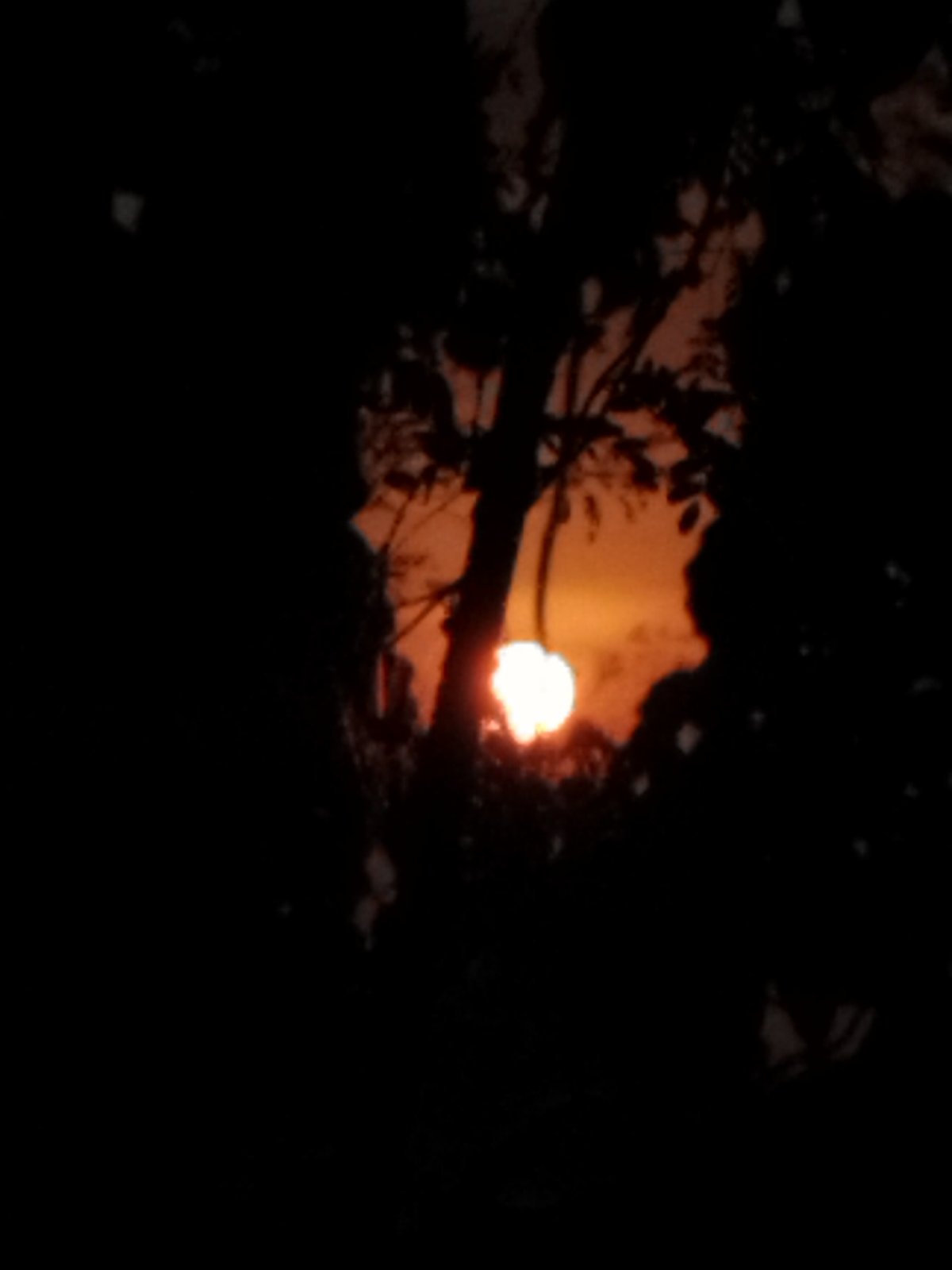 Chickens in bamboo coop and sunset through trees captured