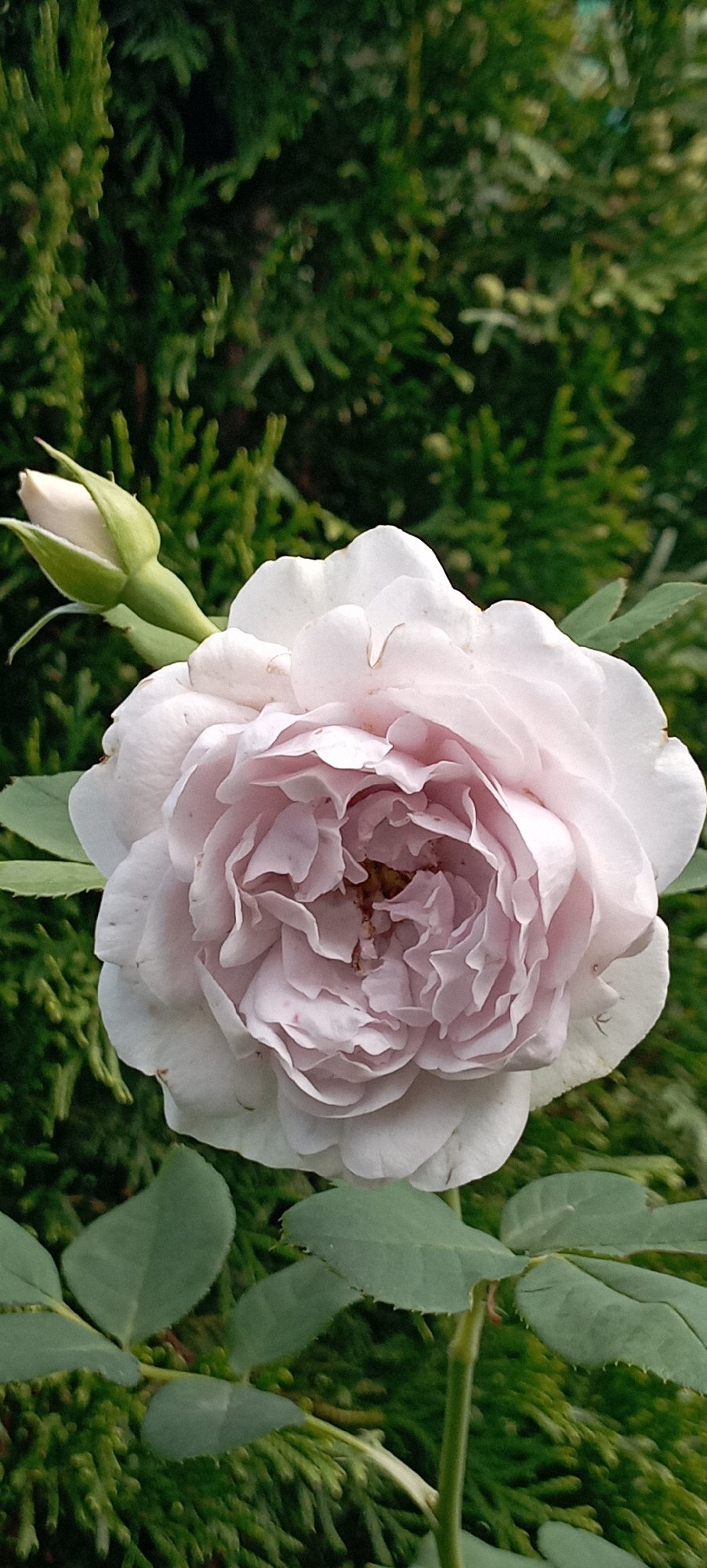 Summer garden details in Radisne — flowers, insects, and fresh produce