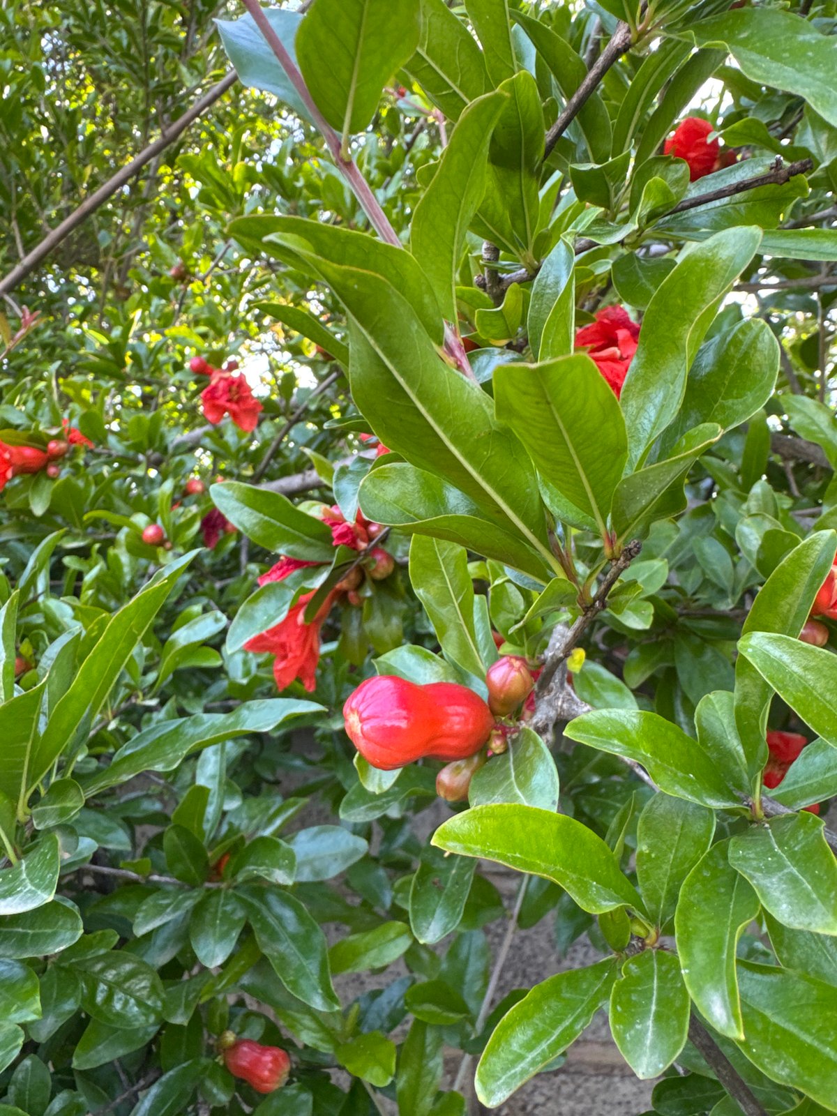 Spring blooms documented in Aprilia gardens and landscapes