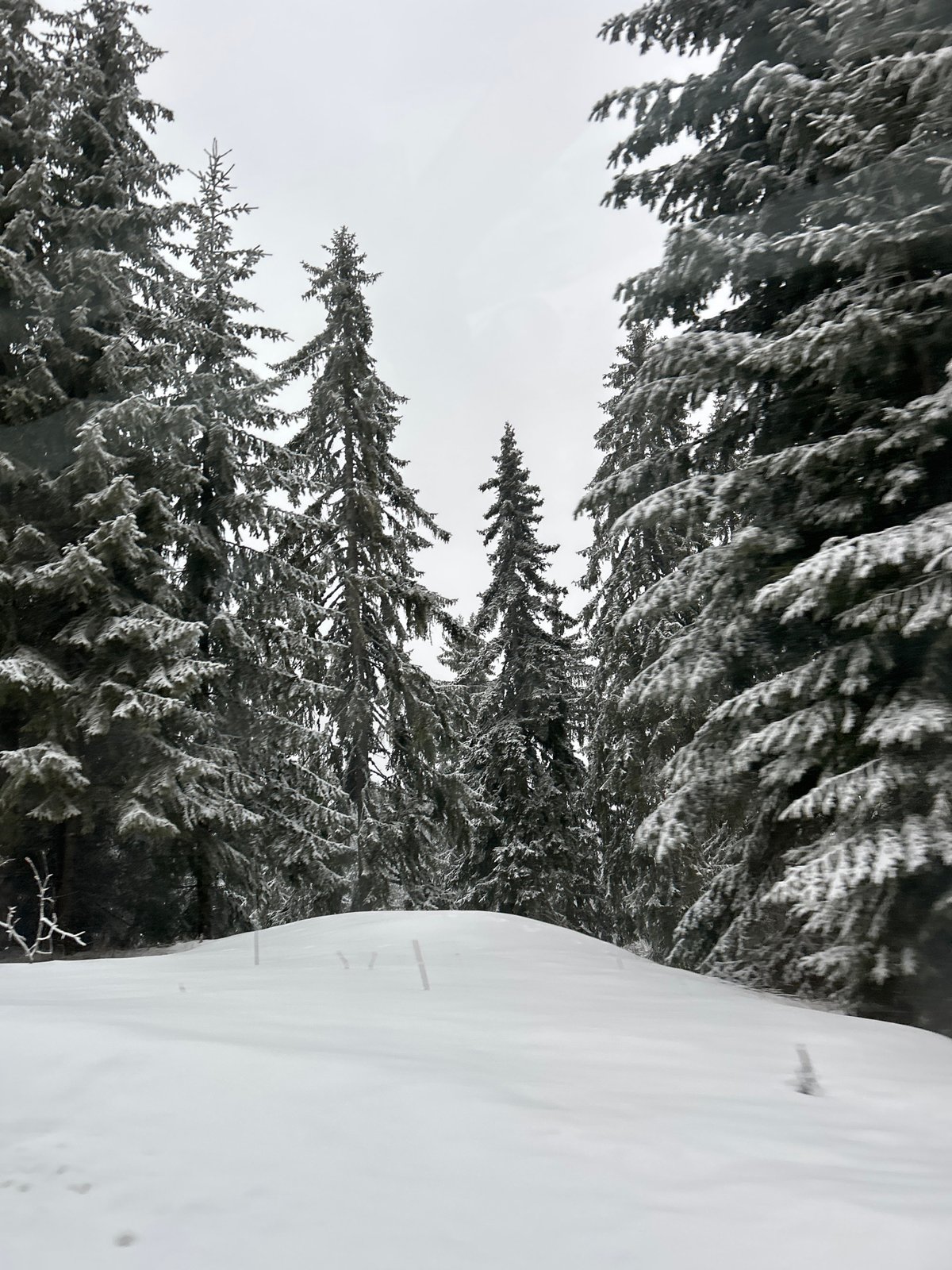 Spring snowfall blankets Smolyan forests in Bulgaria