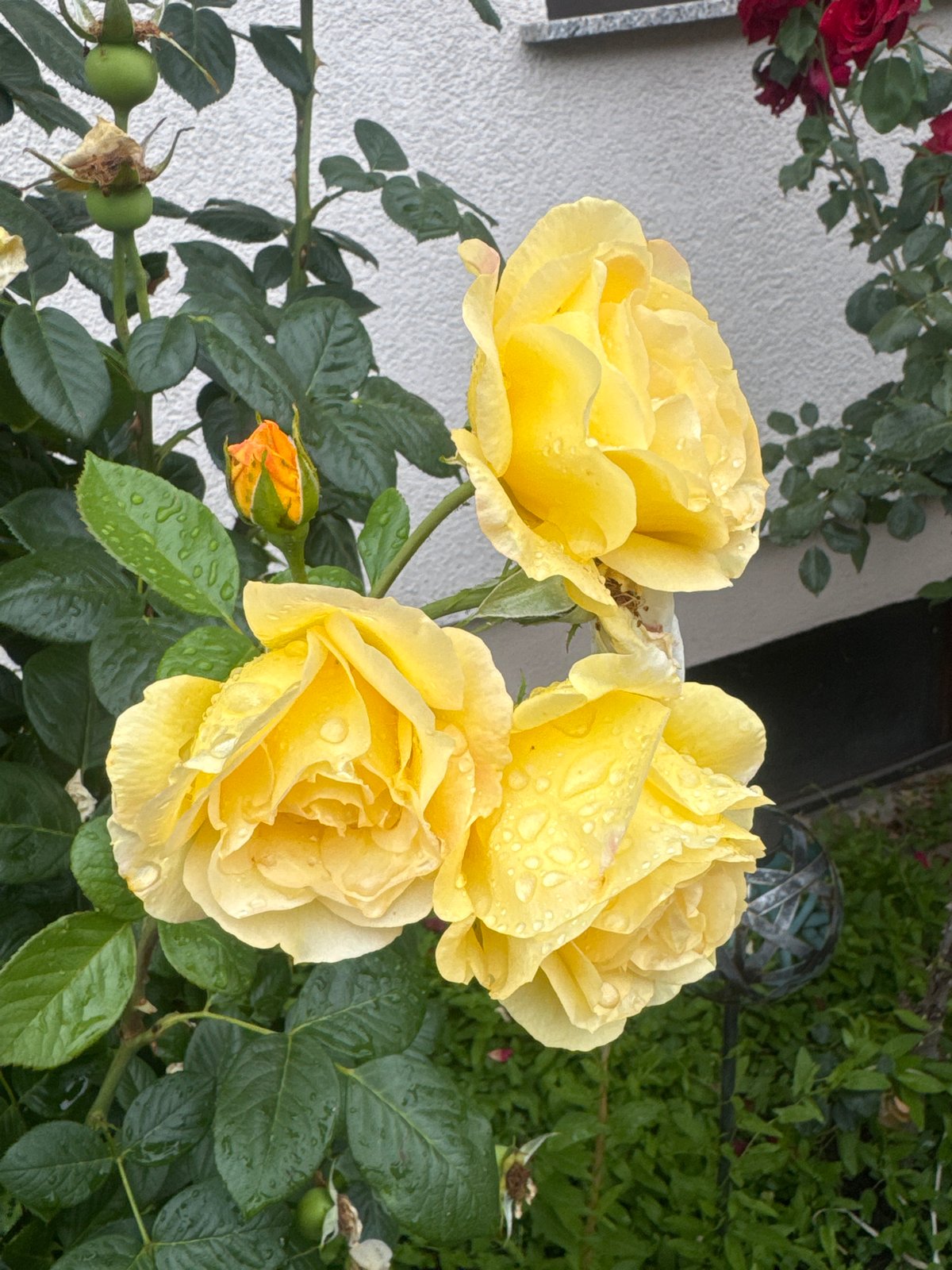 Rainy morning documented through roses, schoolchild, overcast skies in Sachsenheim