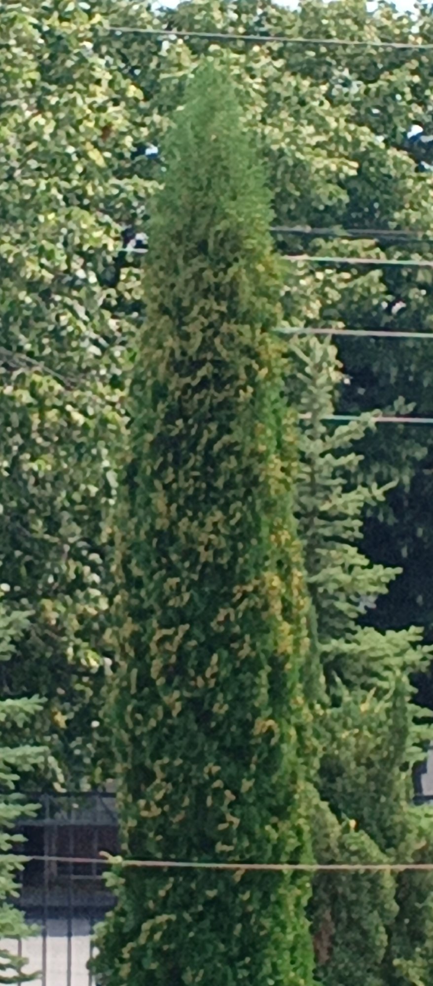 Narrow evergreen tree stands out in Tskhinvali streetscape