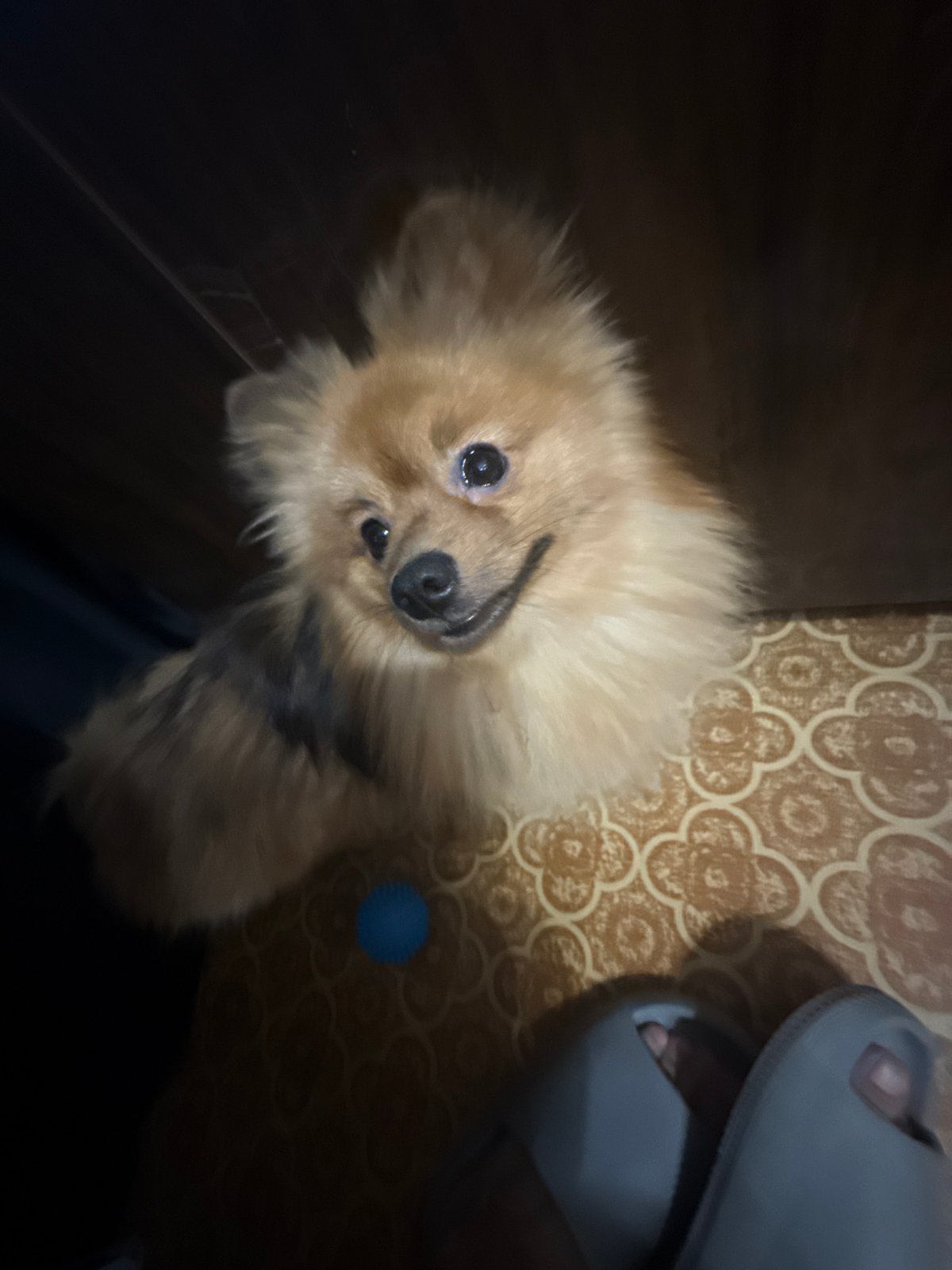 Pomeranian and its owner chilling at home in Khimki