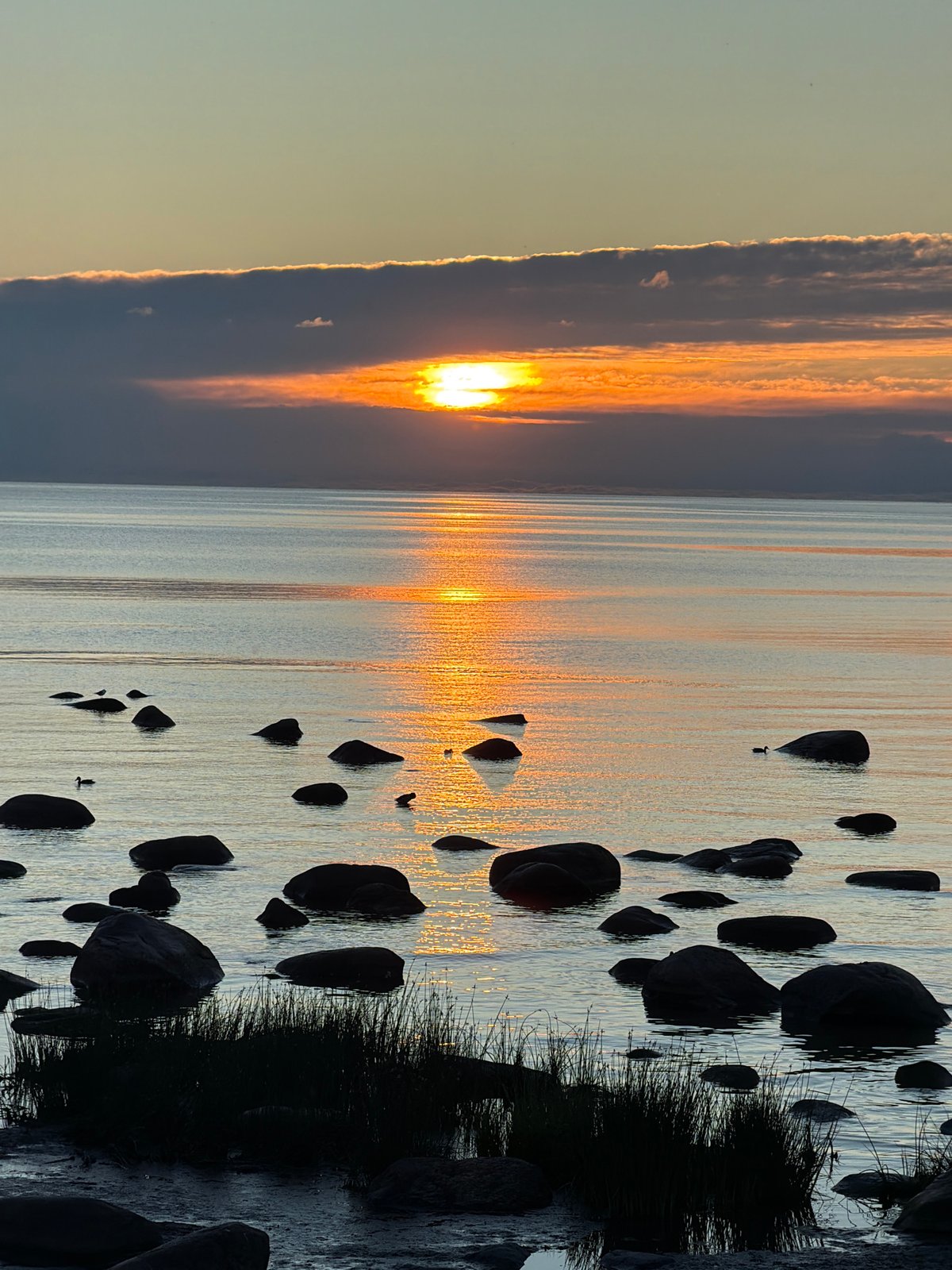 Sunset on the Estonian coast: swans, rocks, and Baltic ferries