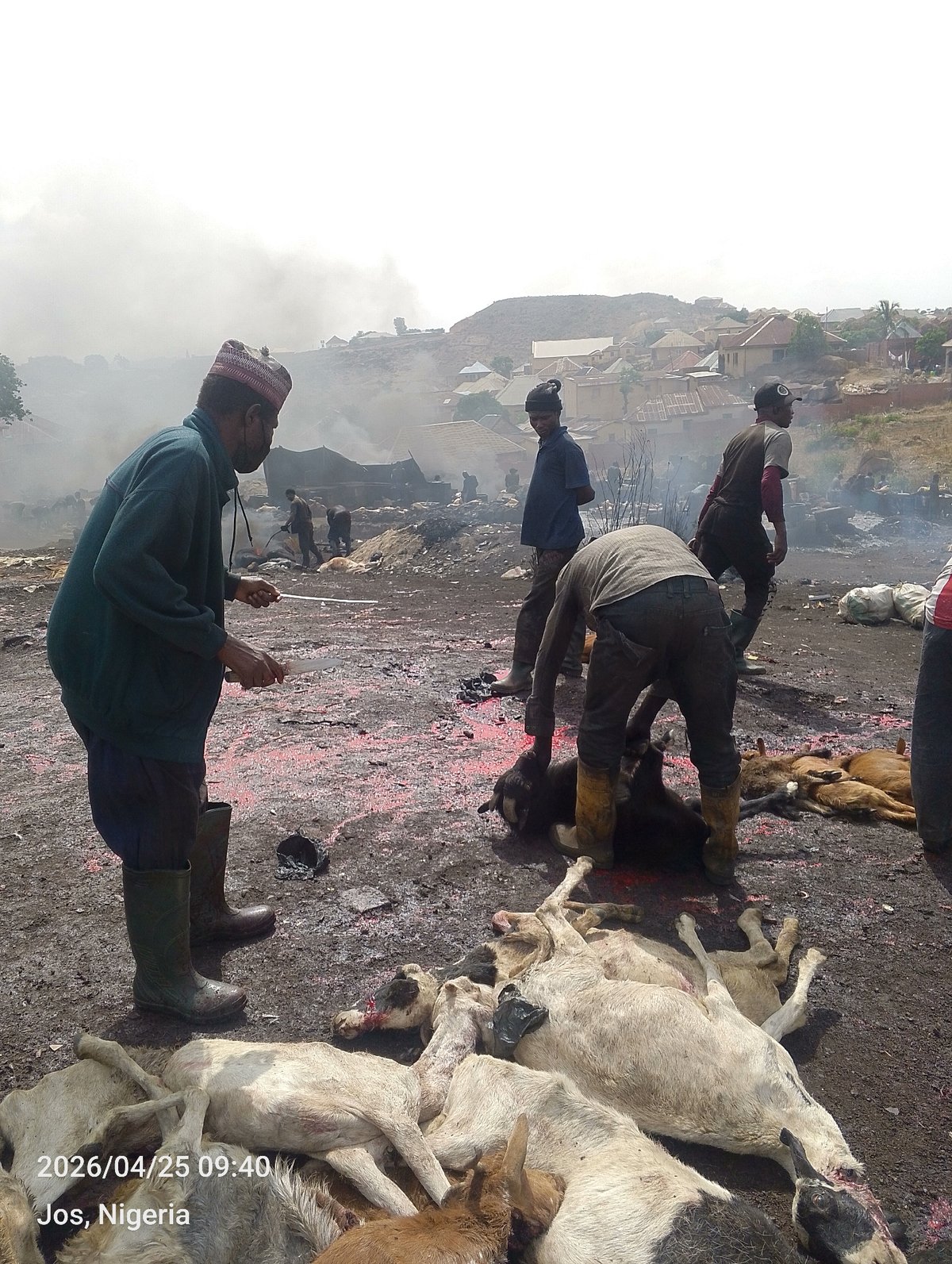 Large-scale goat butchering operation documented in Jos, Nigeria