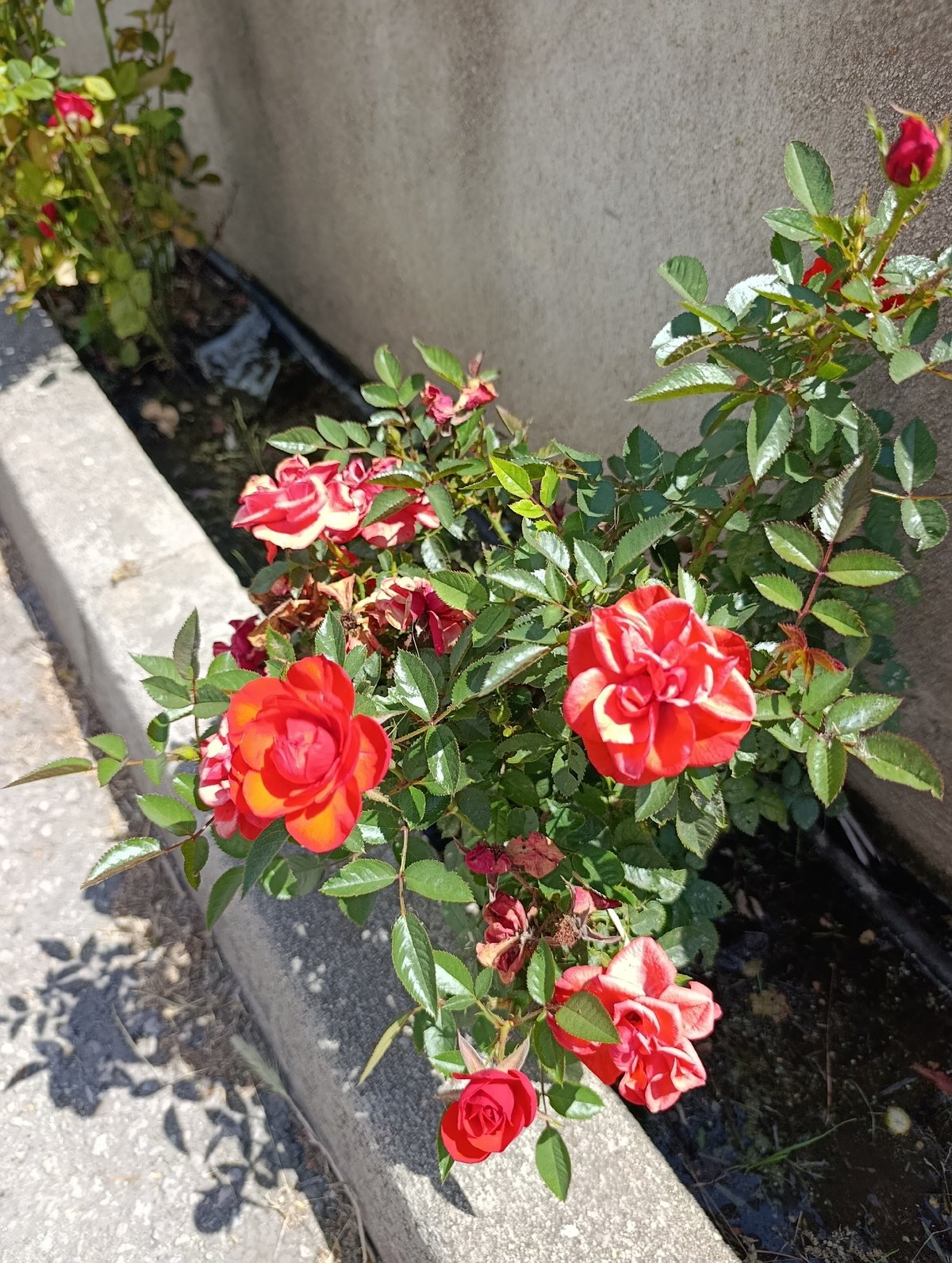 Home decor, plants, and street scenes from Setúbal