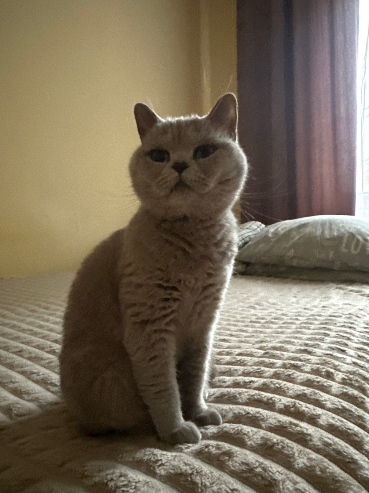 Grey cat photographed in multiple poses at Ternopil home