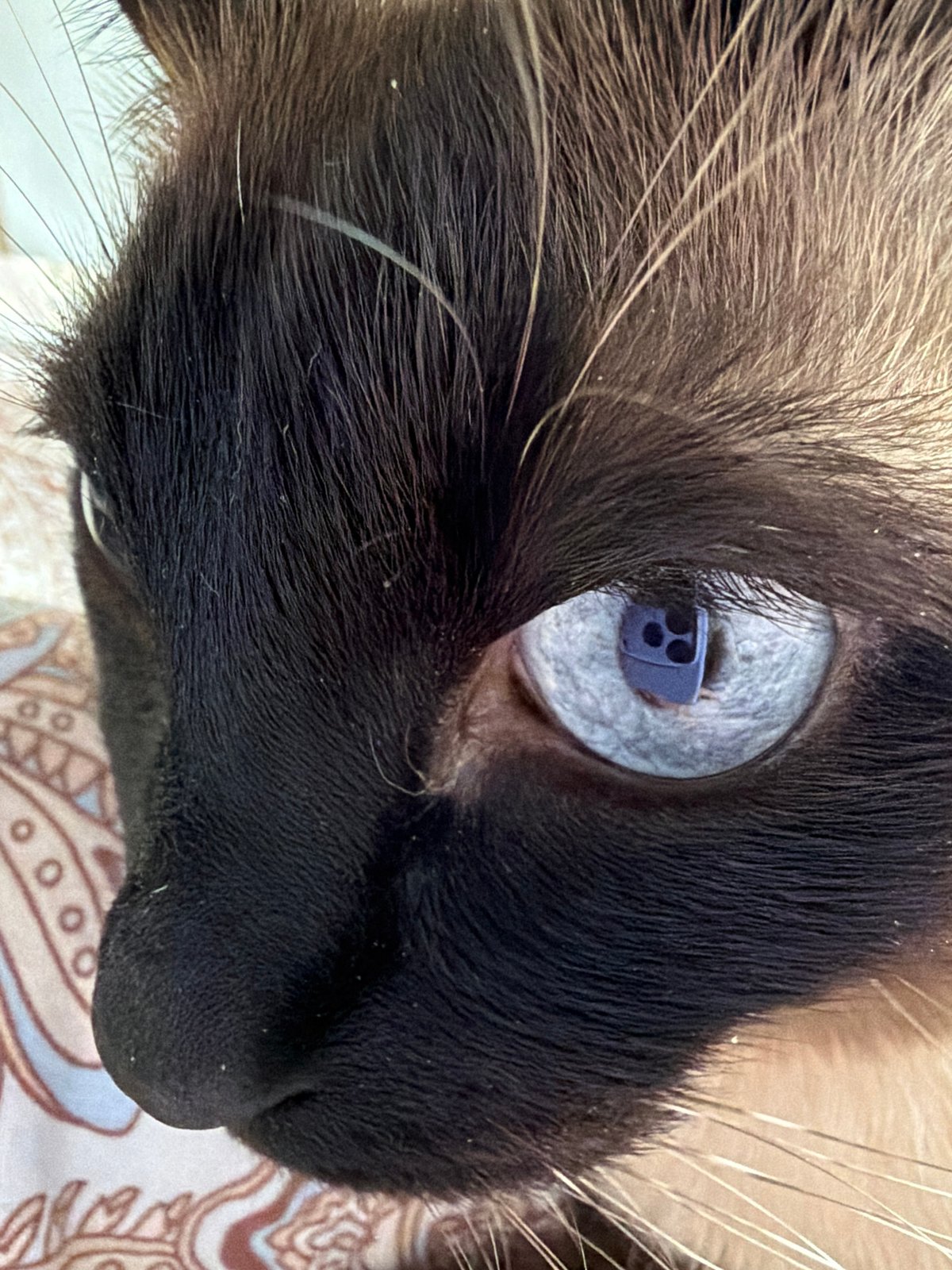 Siamese cat photographed in Steklyannyi, Russia morning session