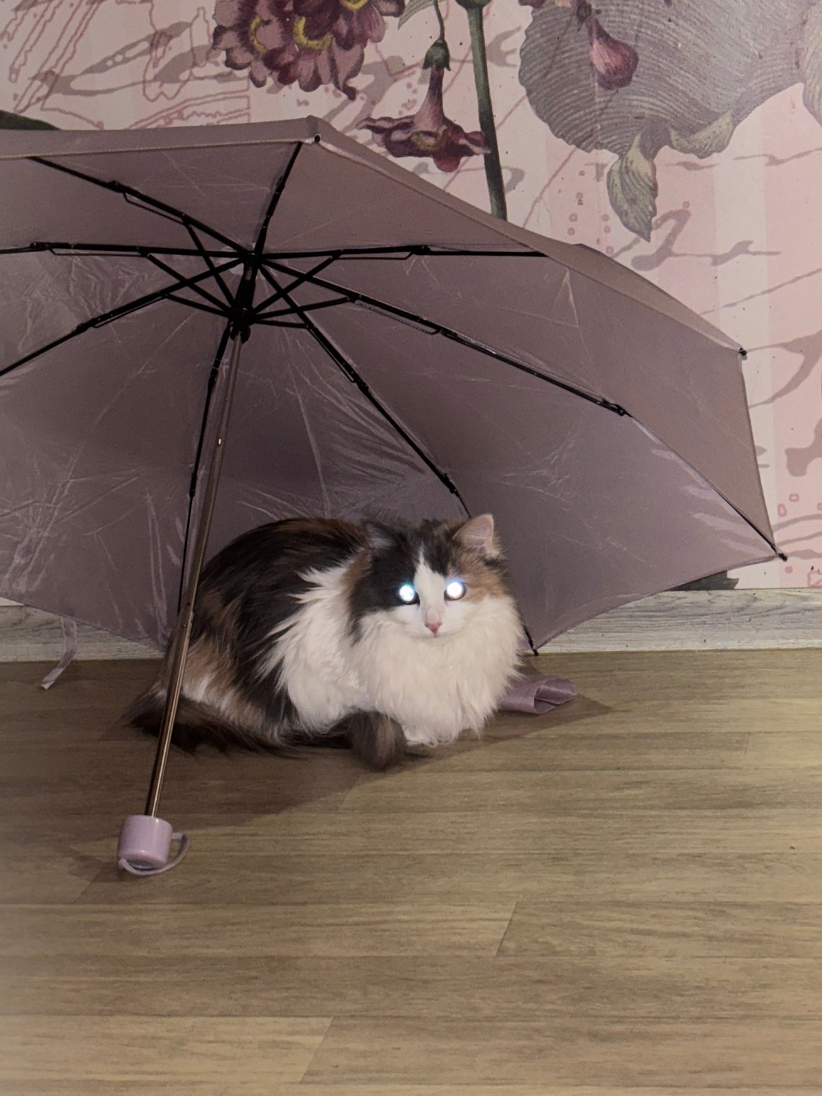 Calico cat shelters under lavender umbrella in Perm