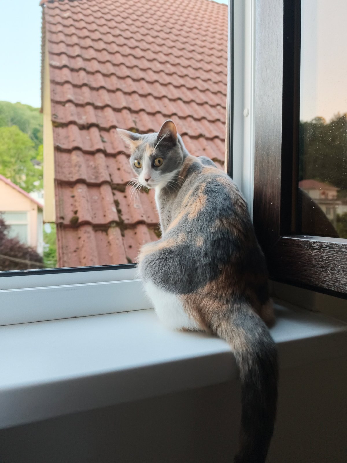 Calico cat on a Sochi windowsill, watching the neighborhood