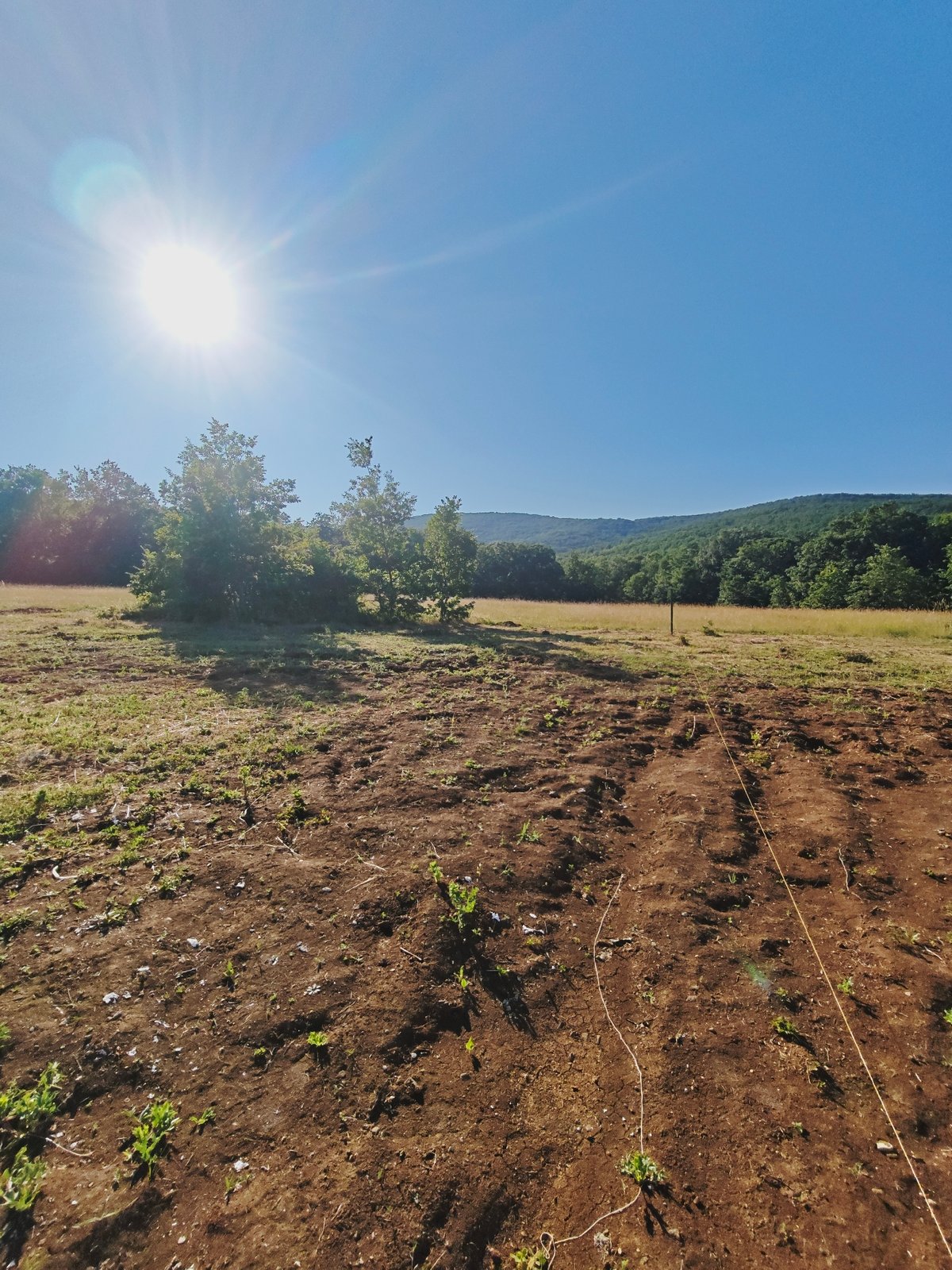 Midsummer afternoon roaming fields and roadsides in Izgrev, Bulgaria