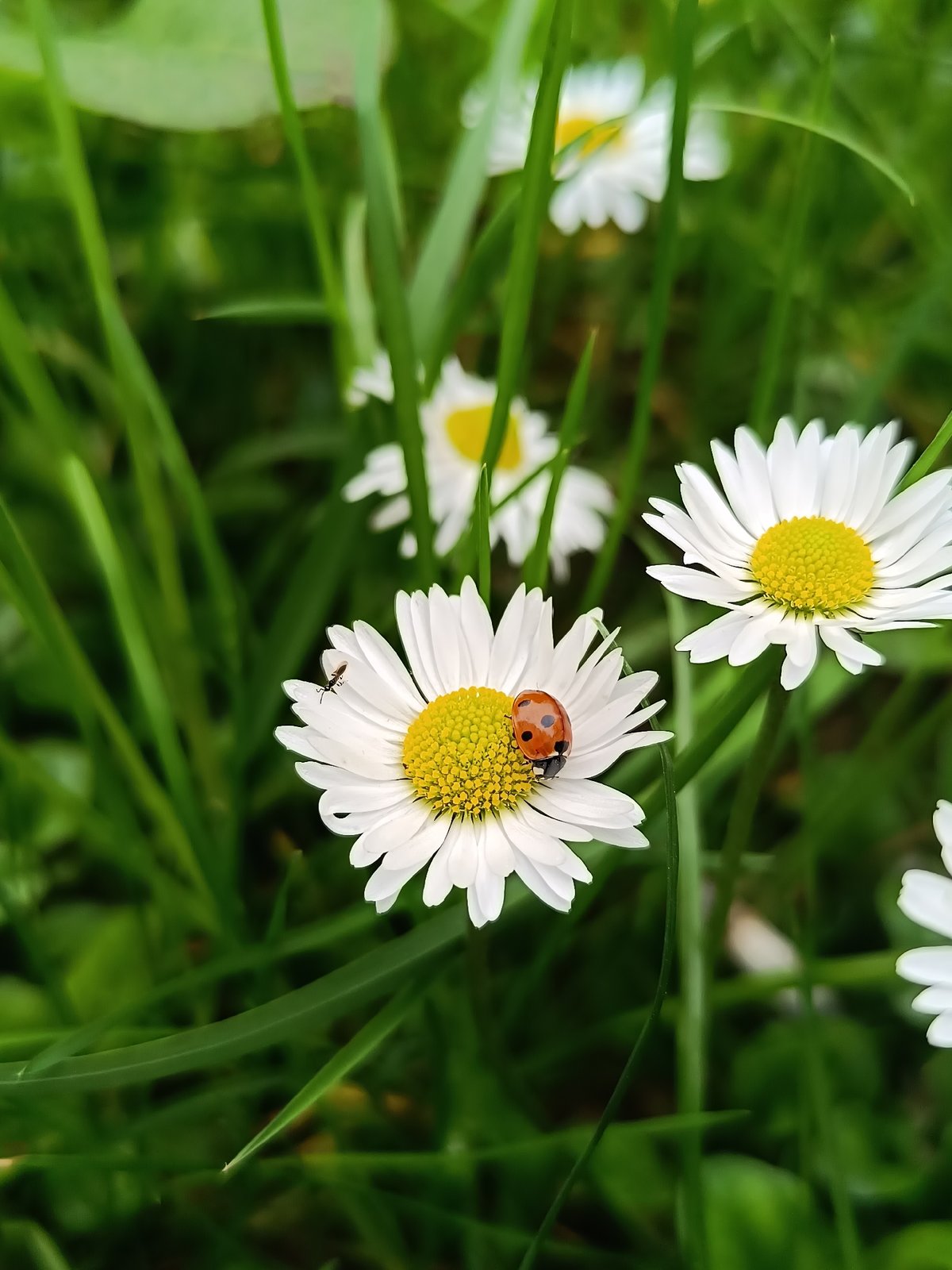 Pet feeding routine documented in Pleven, Bulgaria