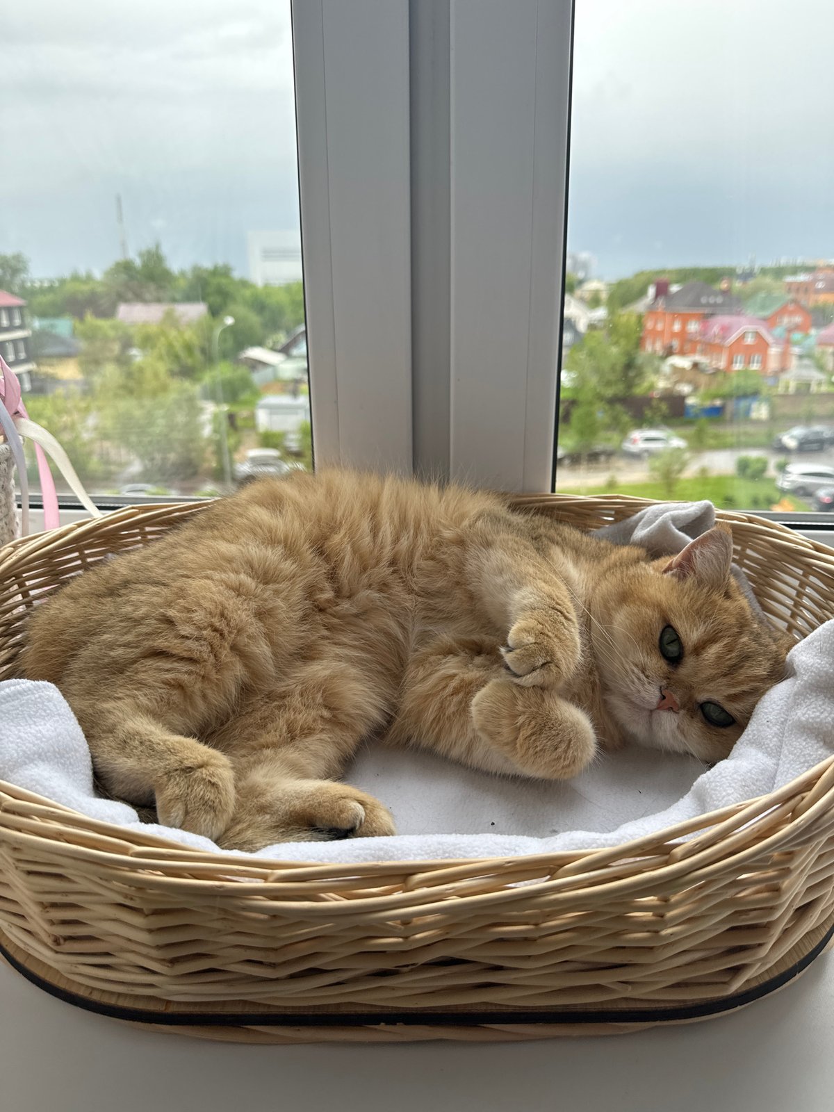 Morning moments captured in Odintsovo: cat, family photo