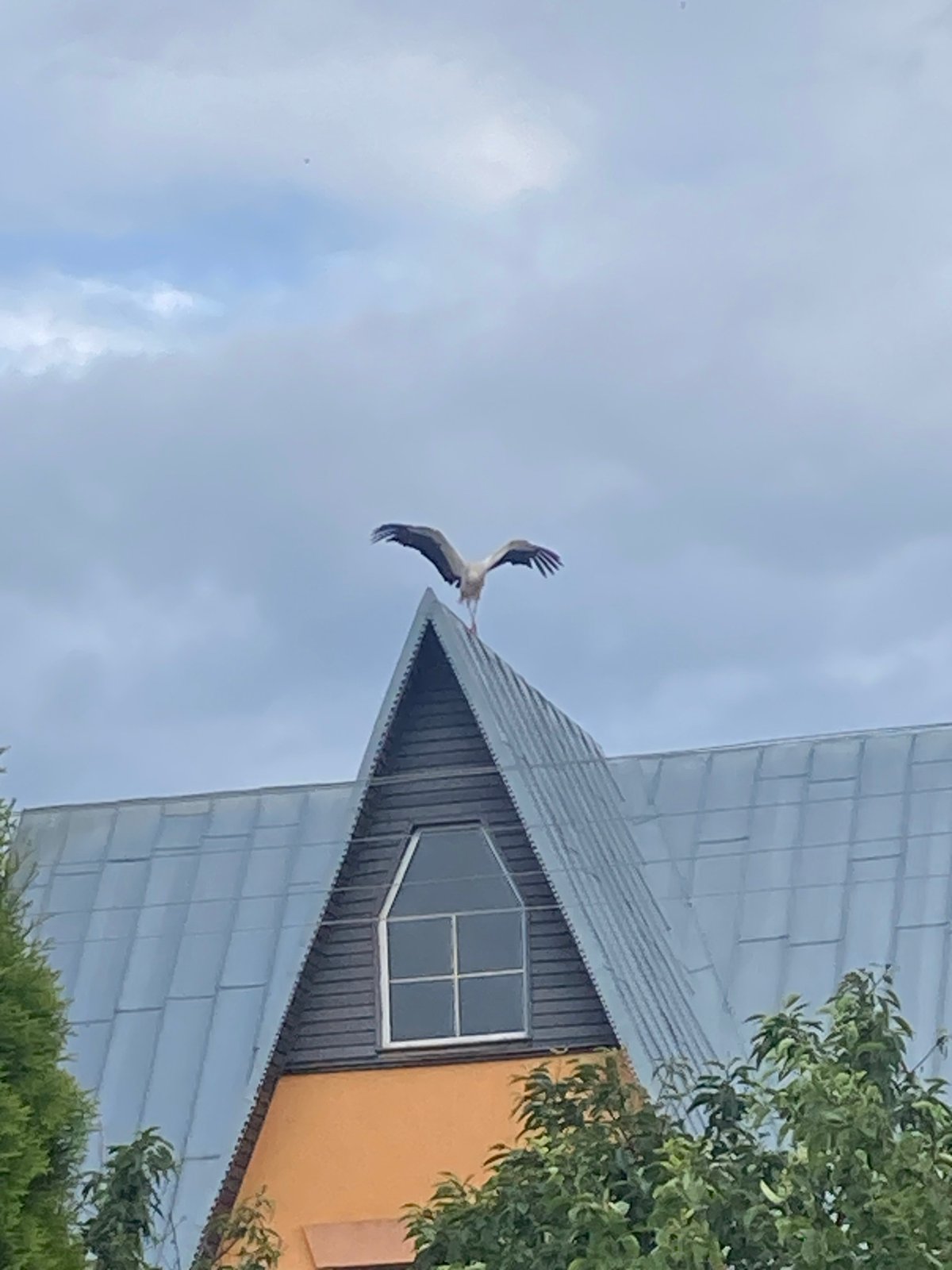 White stork lands on a rooftop in rural Belarus