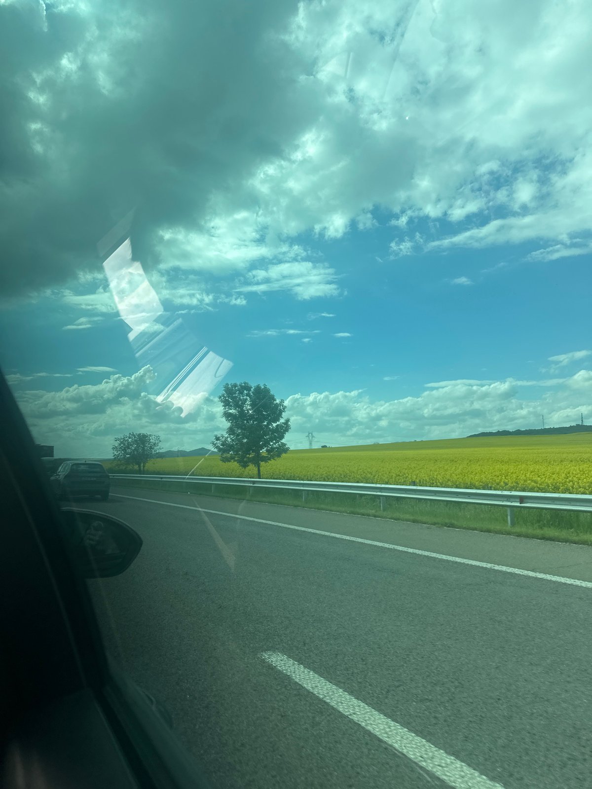 Driver travels highway near Bulgarovo past blooming rapeseed fields