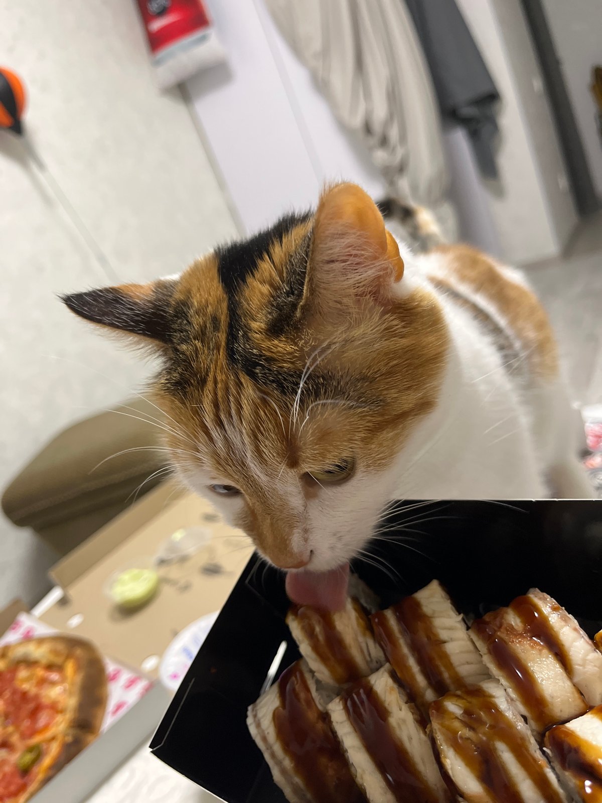 Kyiv apartment evening: pizza, sushi, a calico cat, and city views