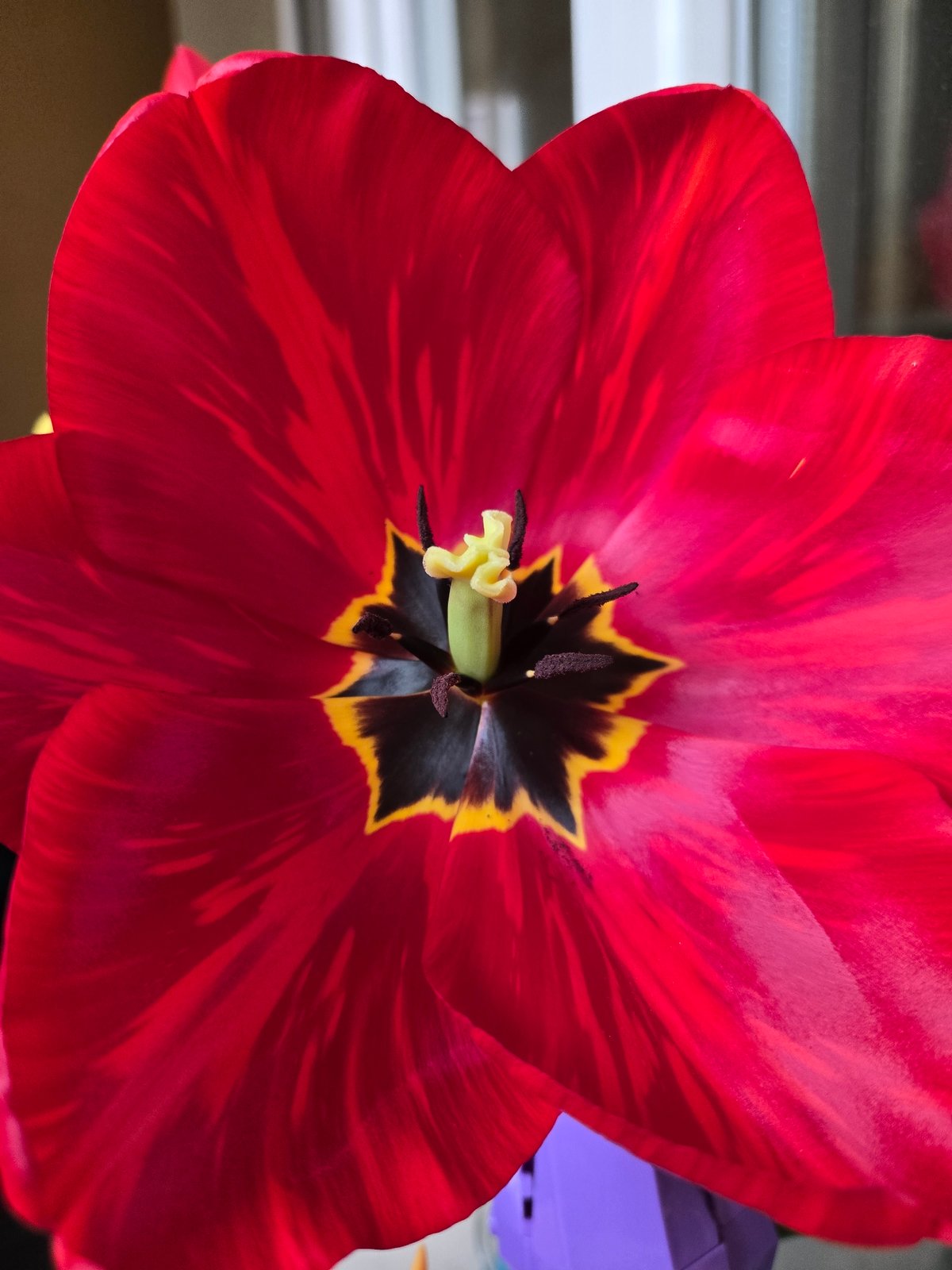 Close-up tulip photography captured in Sofia floral display