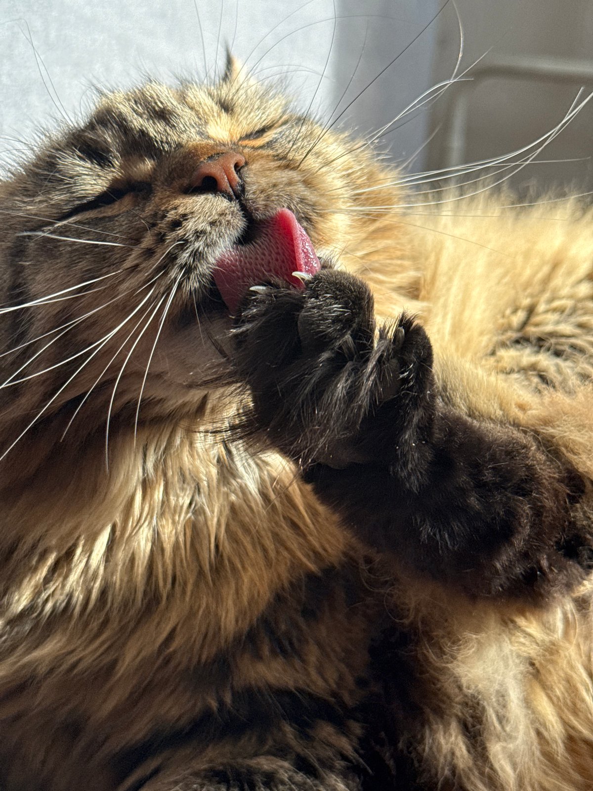 Tabby cat grooming and resting moments captured in Izhevsk