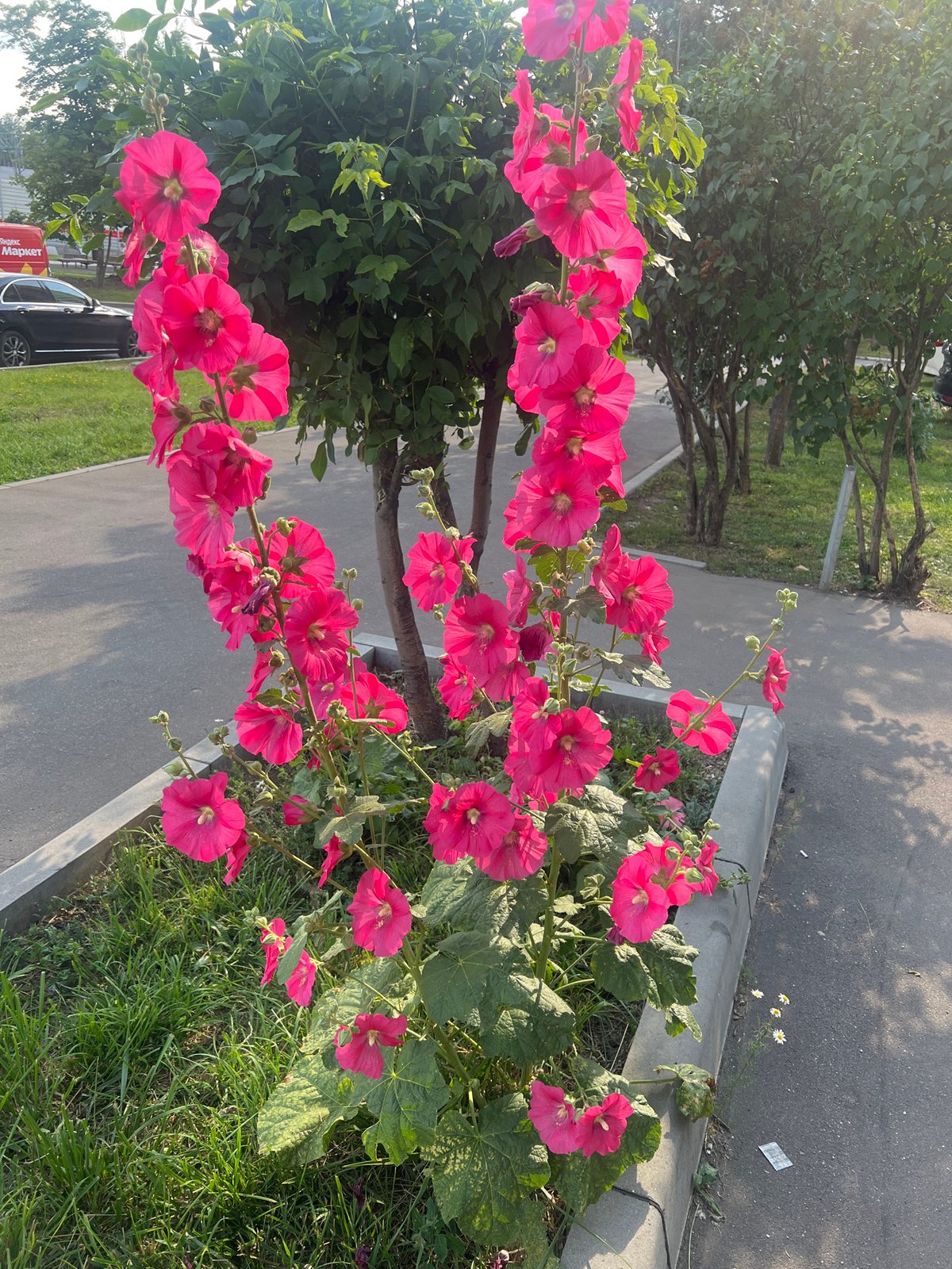 Urban snapshots: flowers, sculpture, pigeons, and city streets