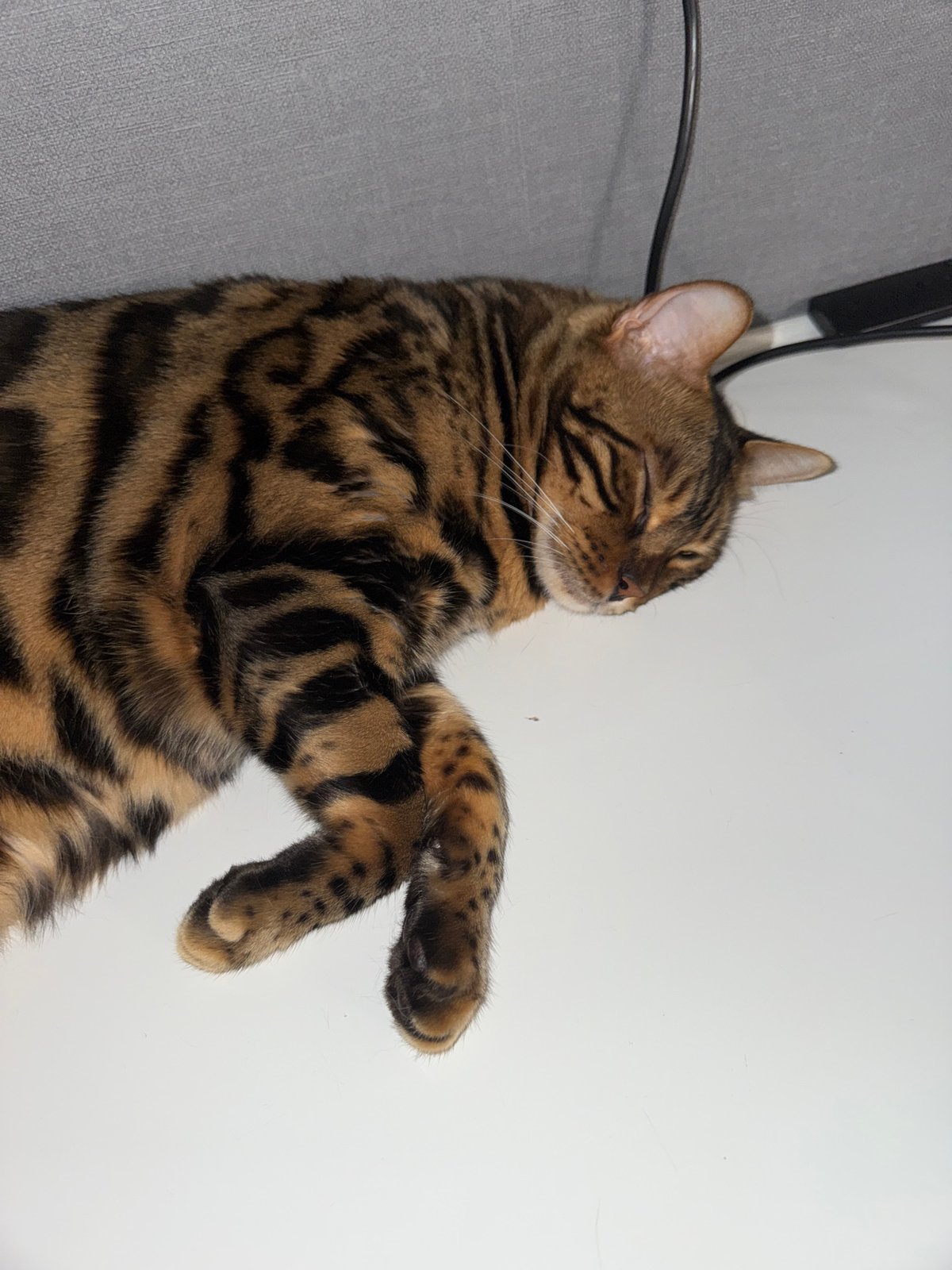 Bengal Cat Rests on Back in Ulyanovsk
