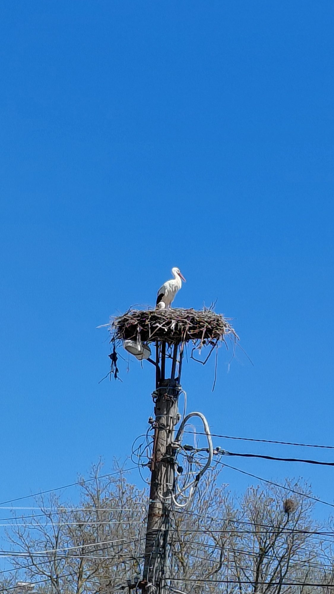 White stork spotted nesting on utility pole
