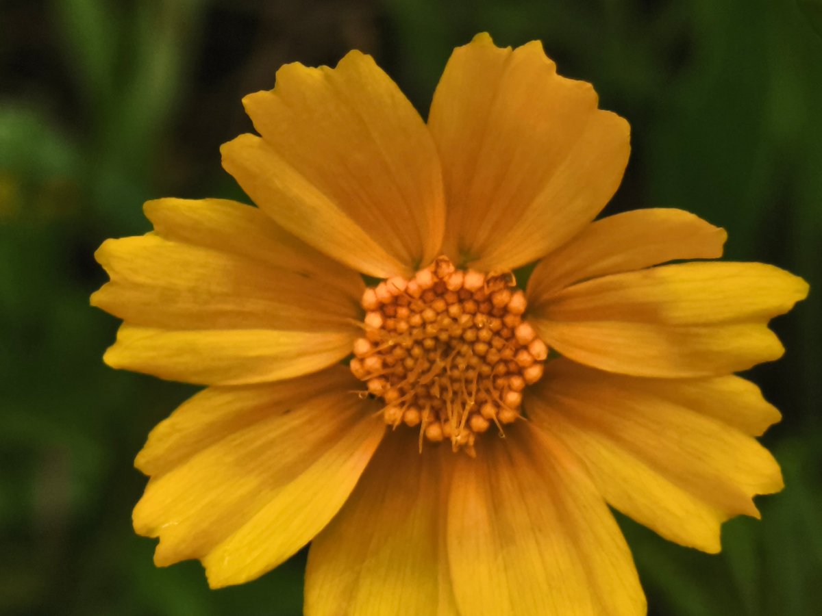 Yellow flower in close-up detail, Asan-si