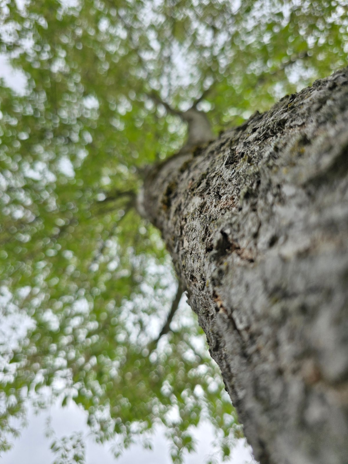 Tree trunk photographed from ground perspective with foliage backdrop