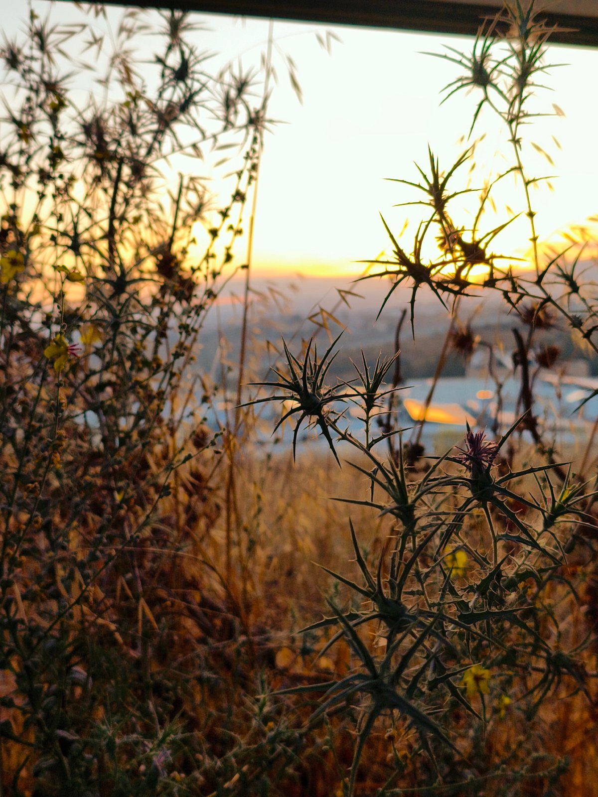 Sunset evening along fenced terrain in Lachish, Israel