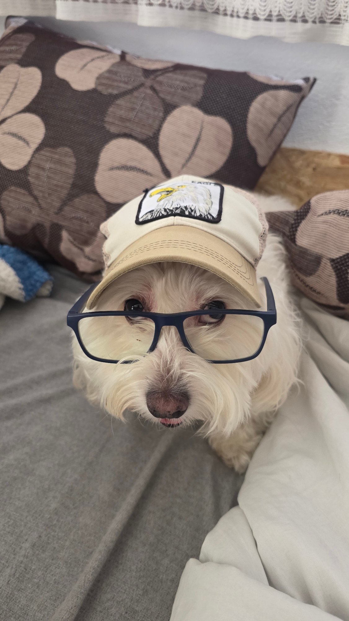 Small white dog wearing glasses photographed repeatedly in Bulgaria