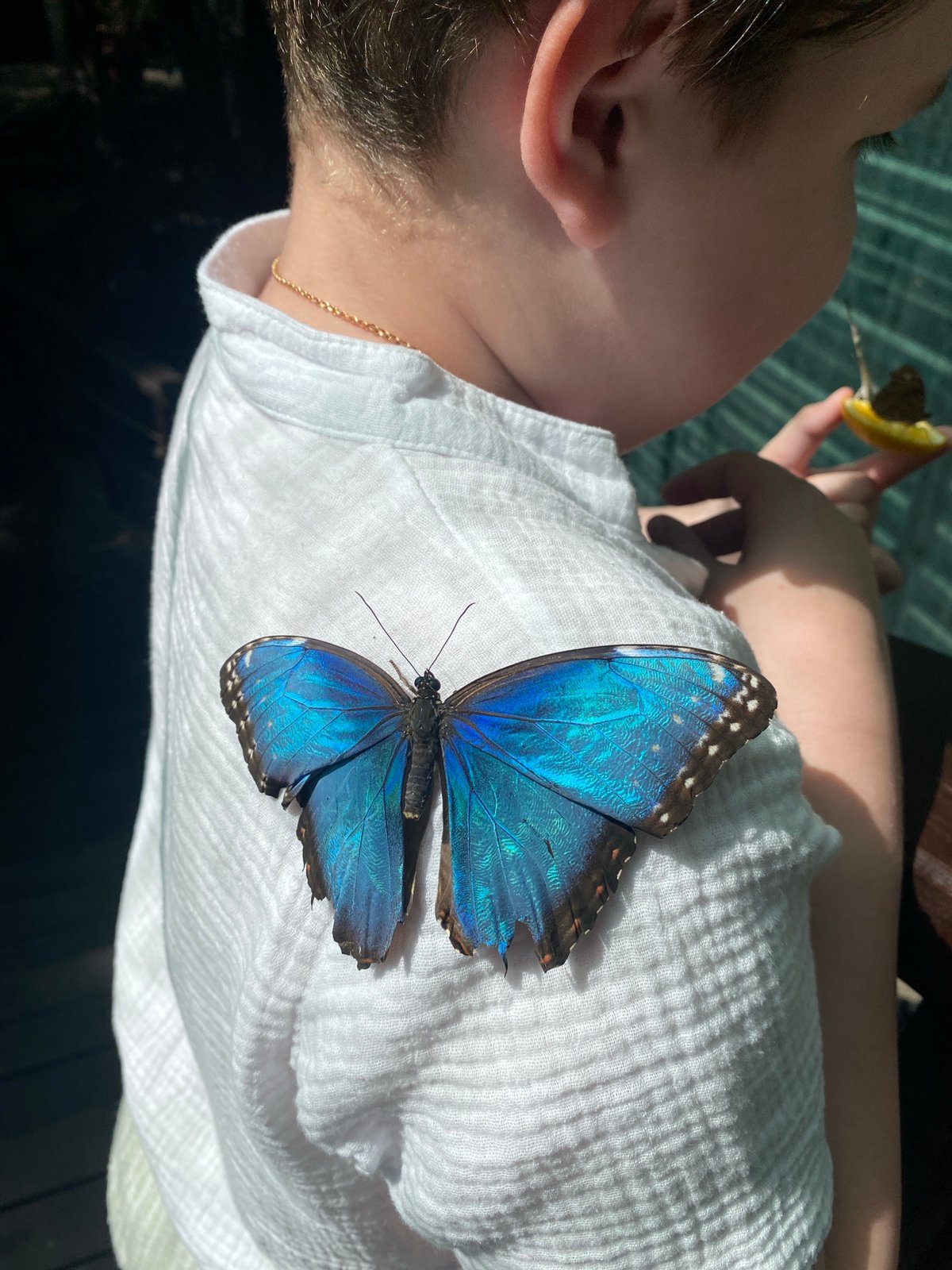 Live butterflies up close at a Chișinău enclosure