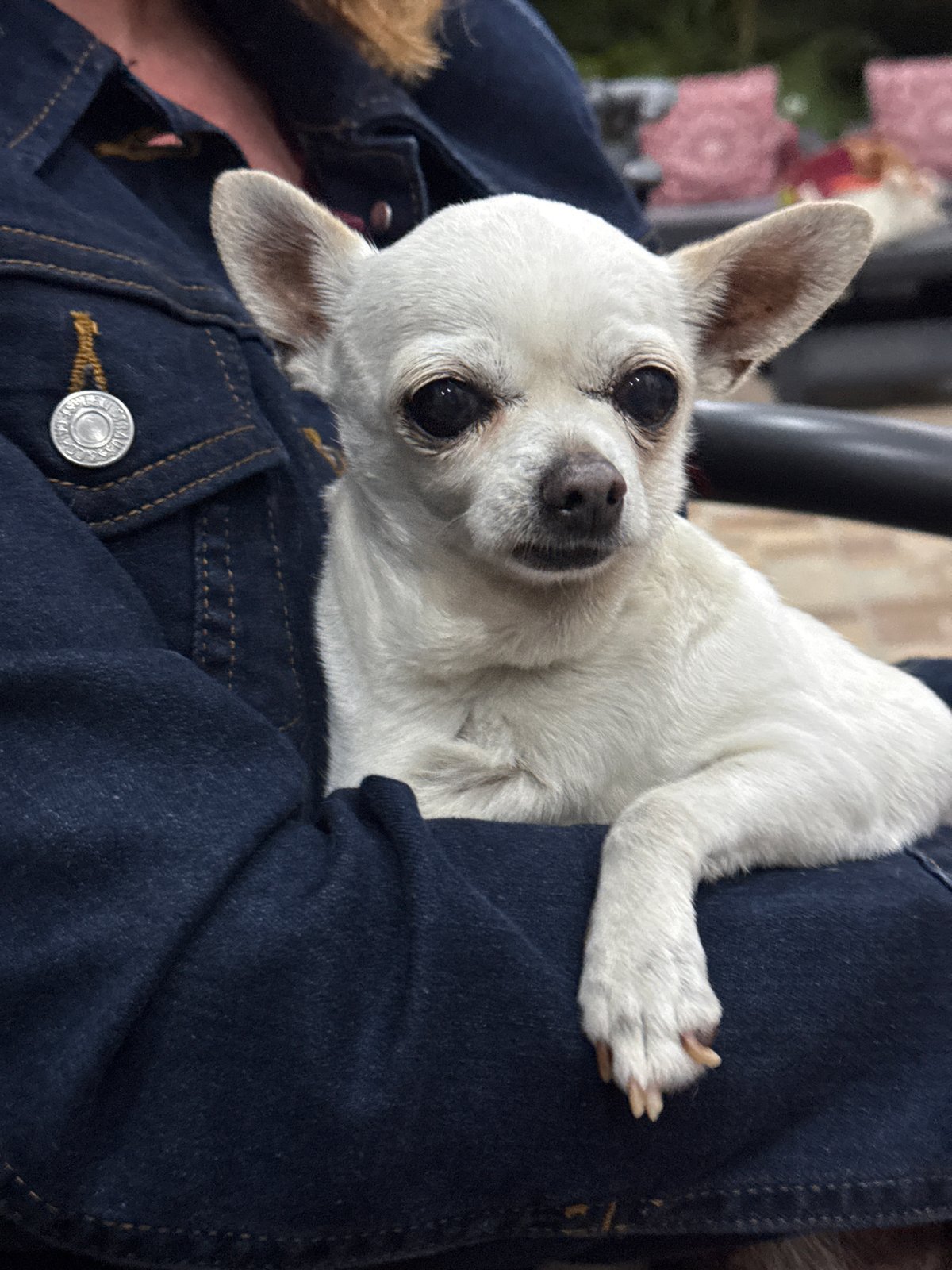 Quiet evening with Chihuahua and snacks documented in Atlixco