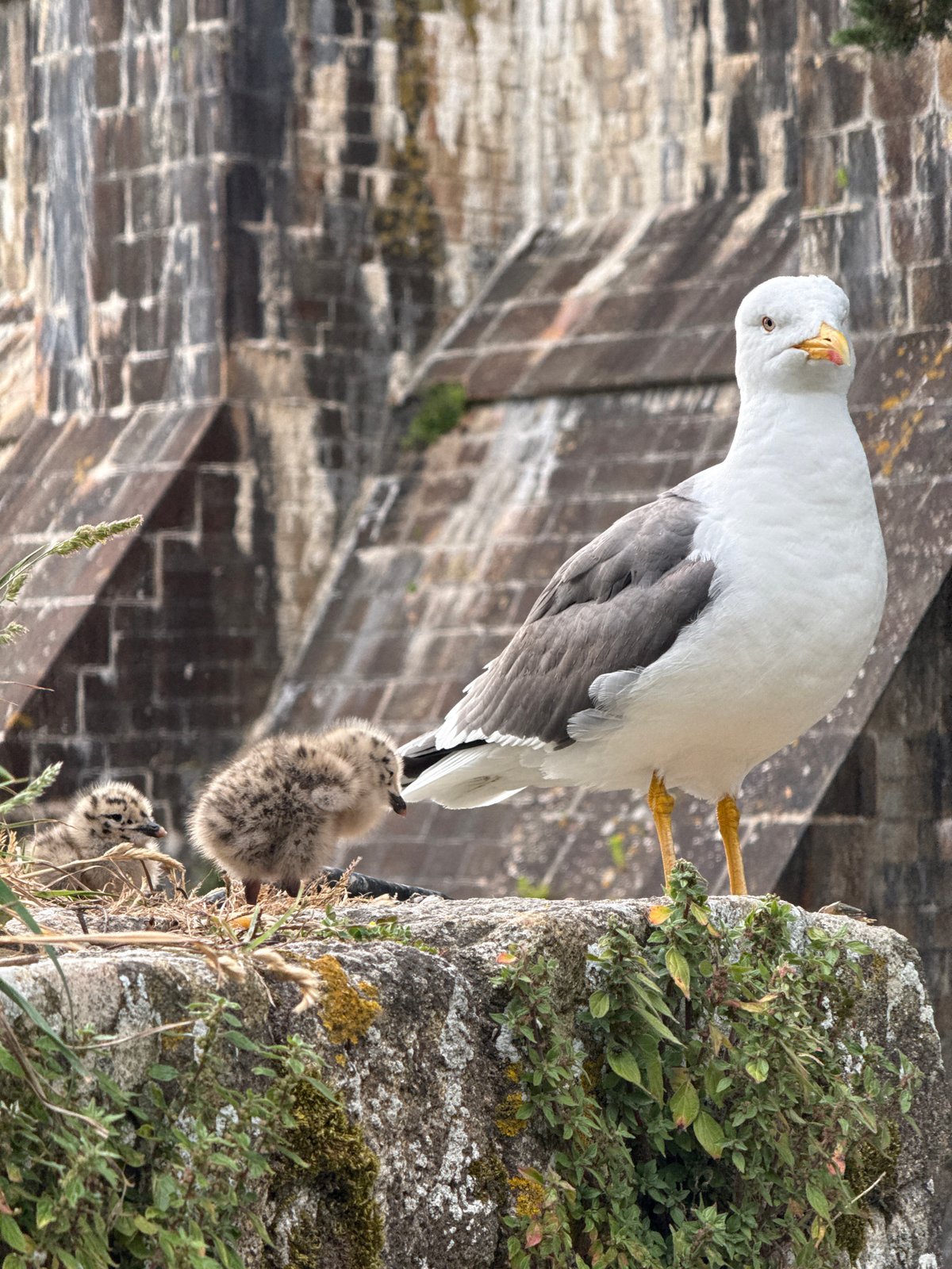 Gulls nest, tourists explore at Mont-Saint-Michel abbey