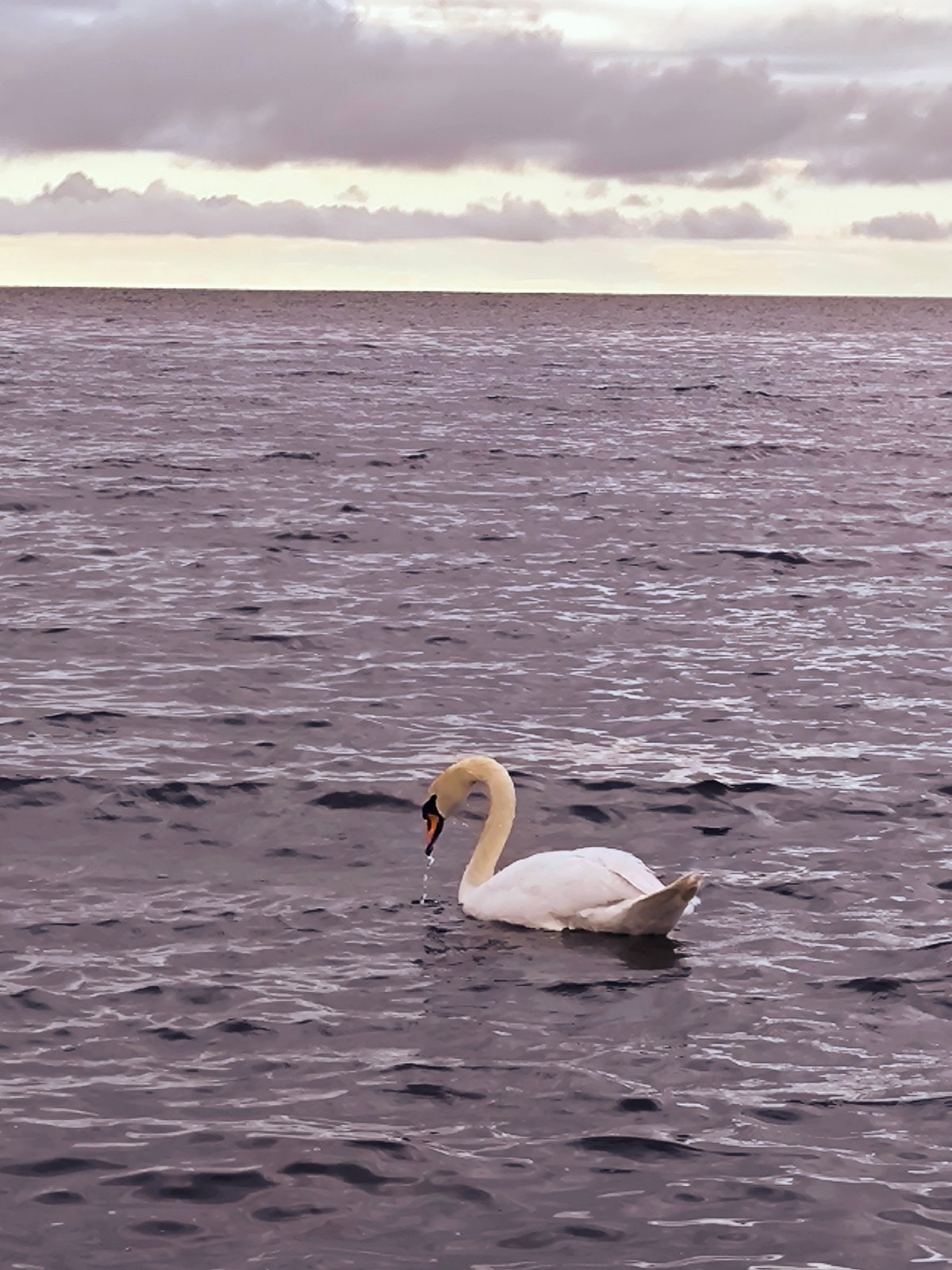Swan and sailboat on dark Riga waters under stormy skies