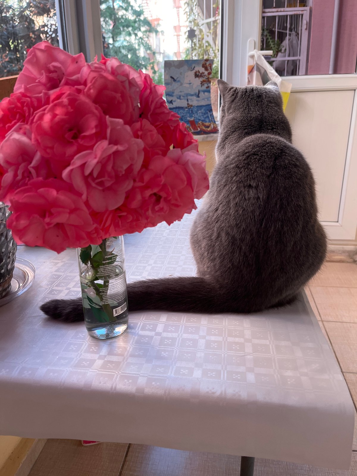 Gray cat photographed with pink roses indoors in Alanya