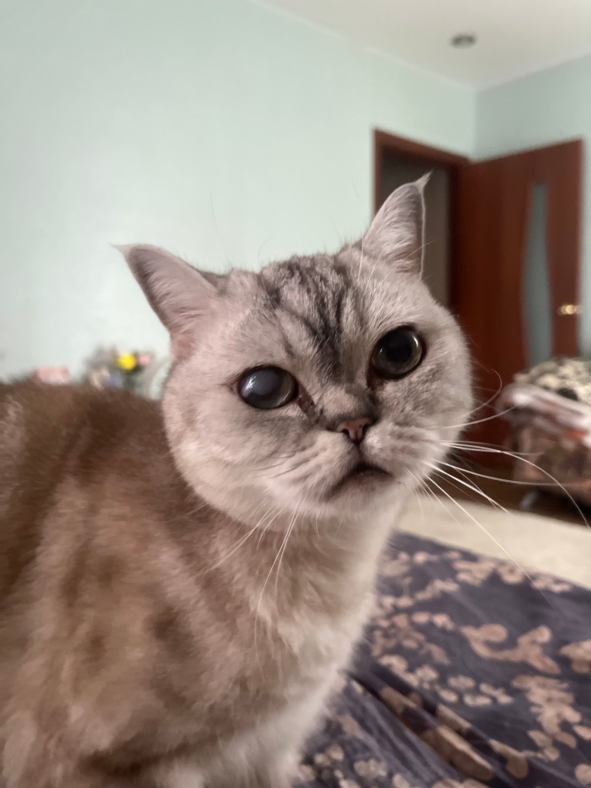 Cats, pilaf, and a slow morning in at home in Kazan