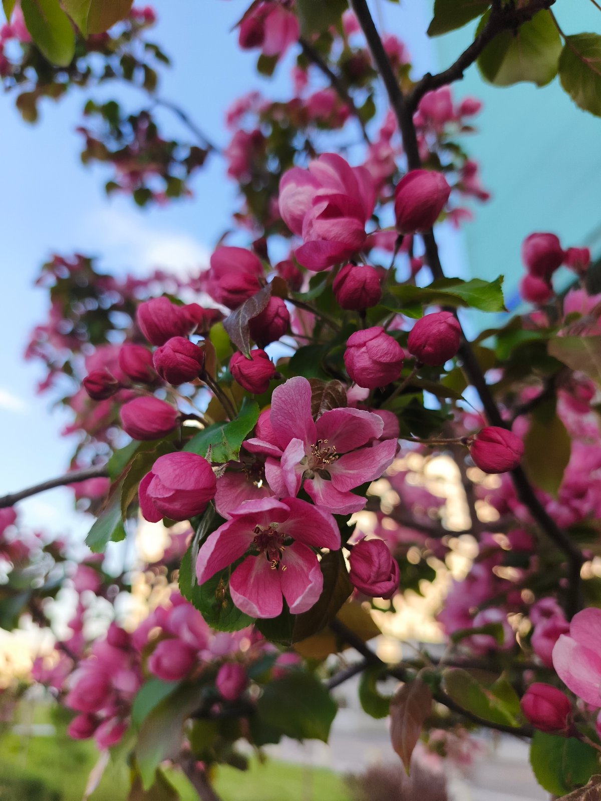 Pink tree blossoms observed blooming in Moscow