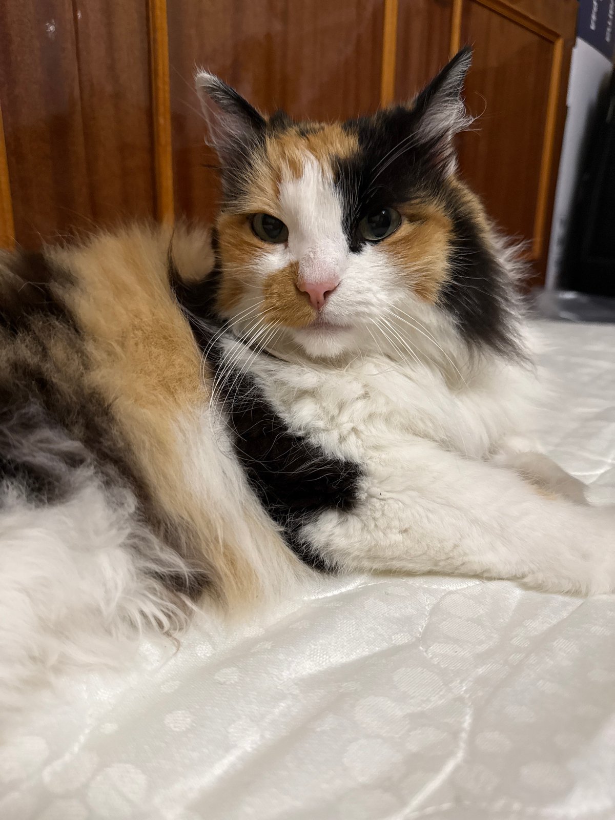 Calico cat dozing on a white quilted surface