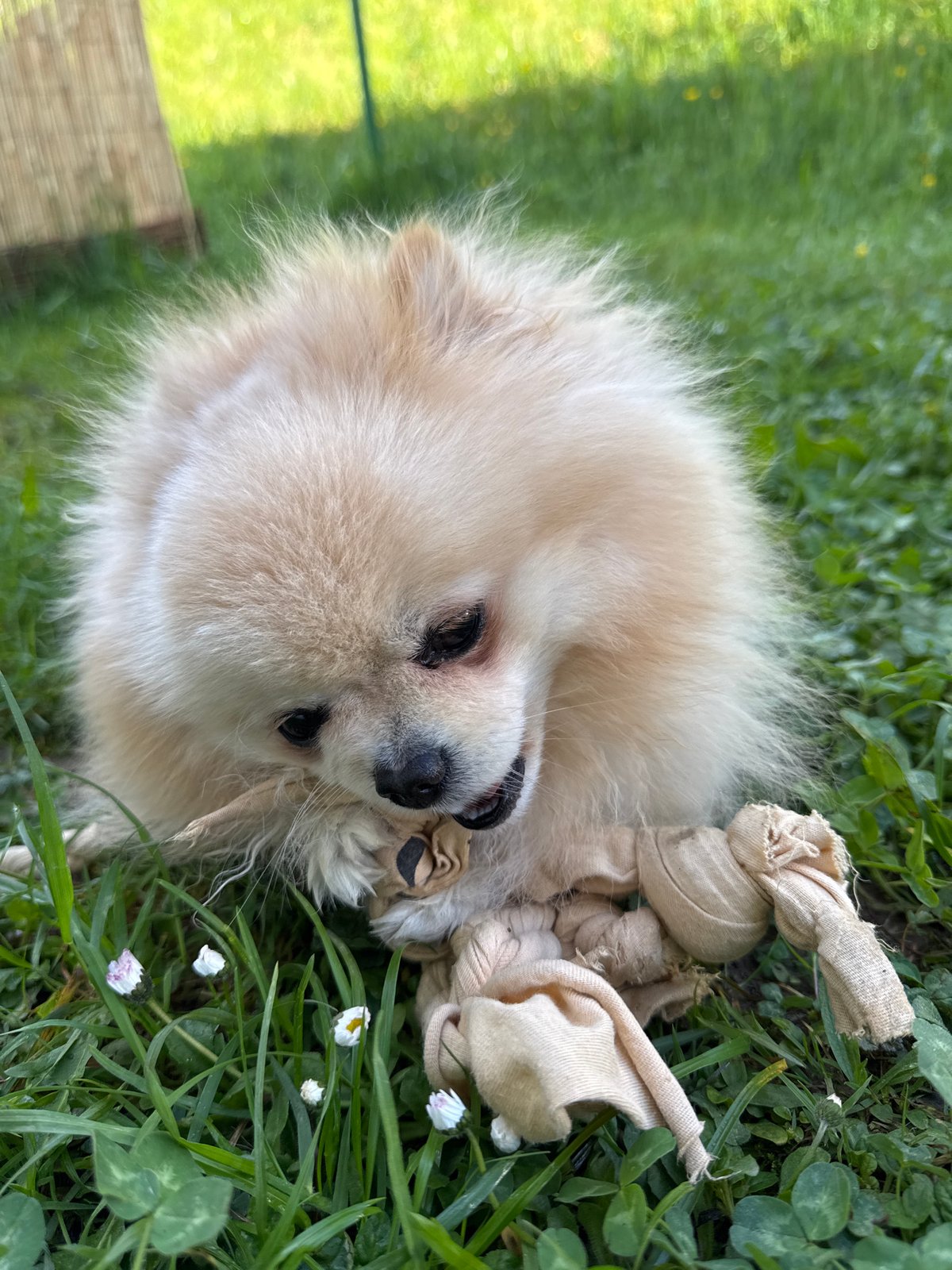 Pomeranian enjoys morning playtime in Bietigheim-Bissingen garden