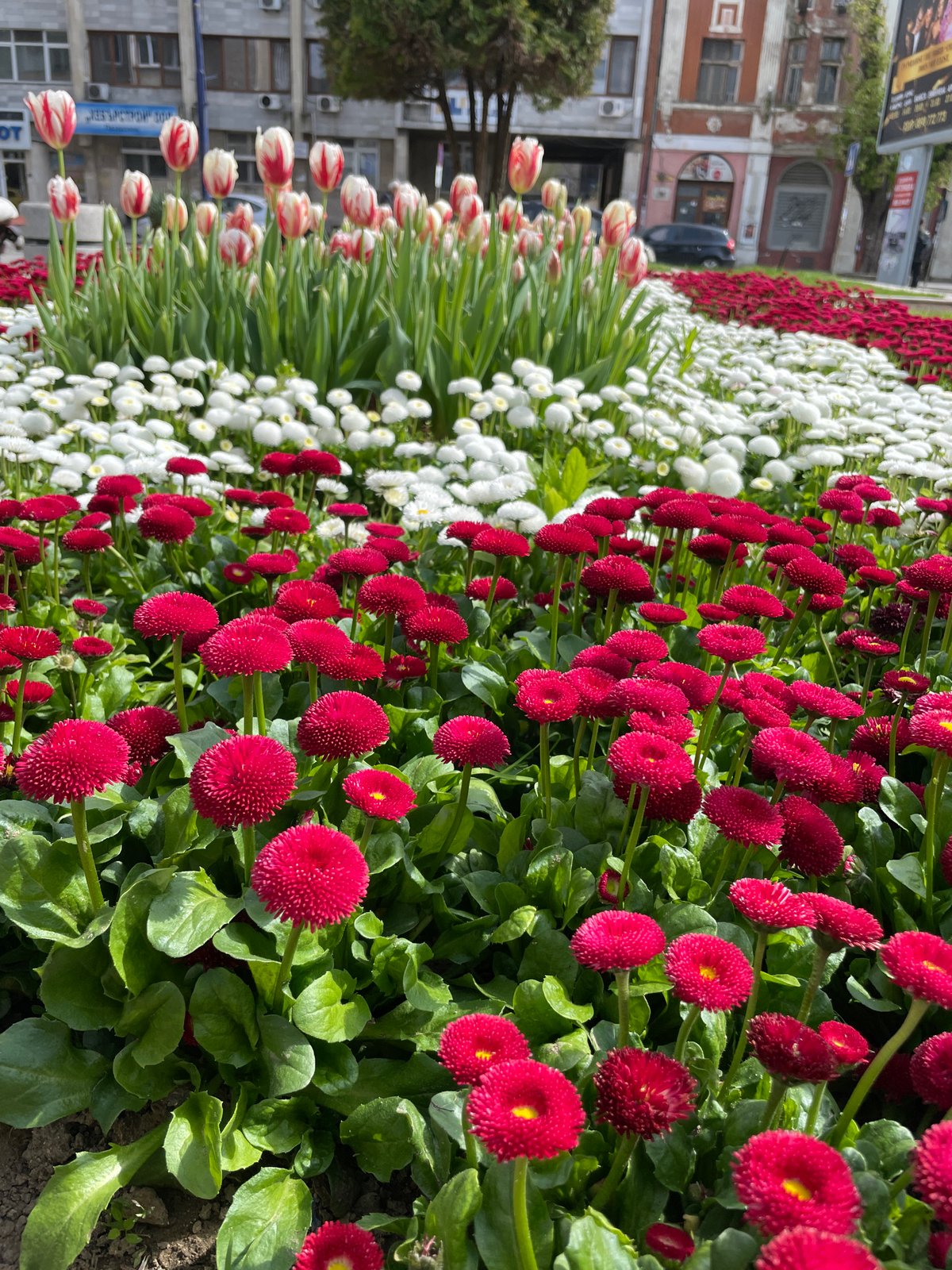 Spring flower display observed in Pazardzhik, Bulgaria